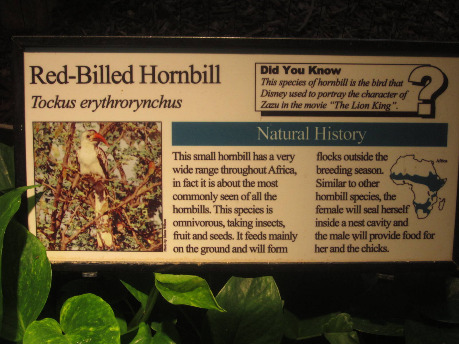 Aug. 2012-Hornbill sign