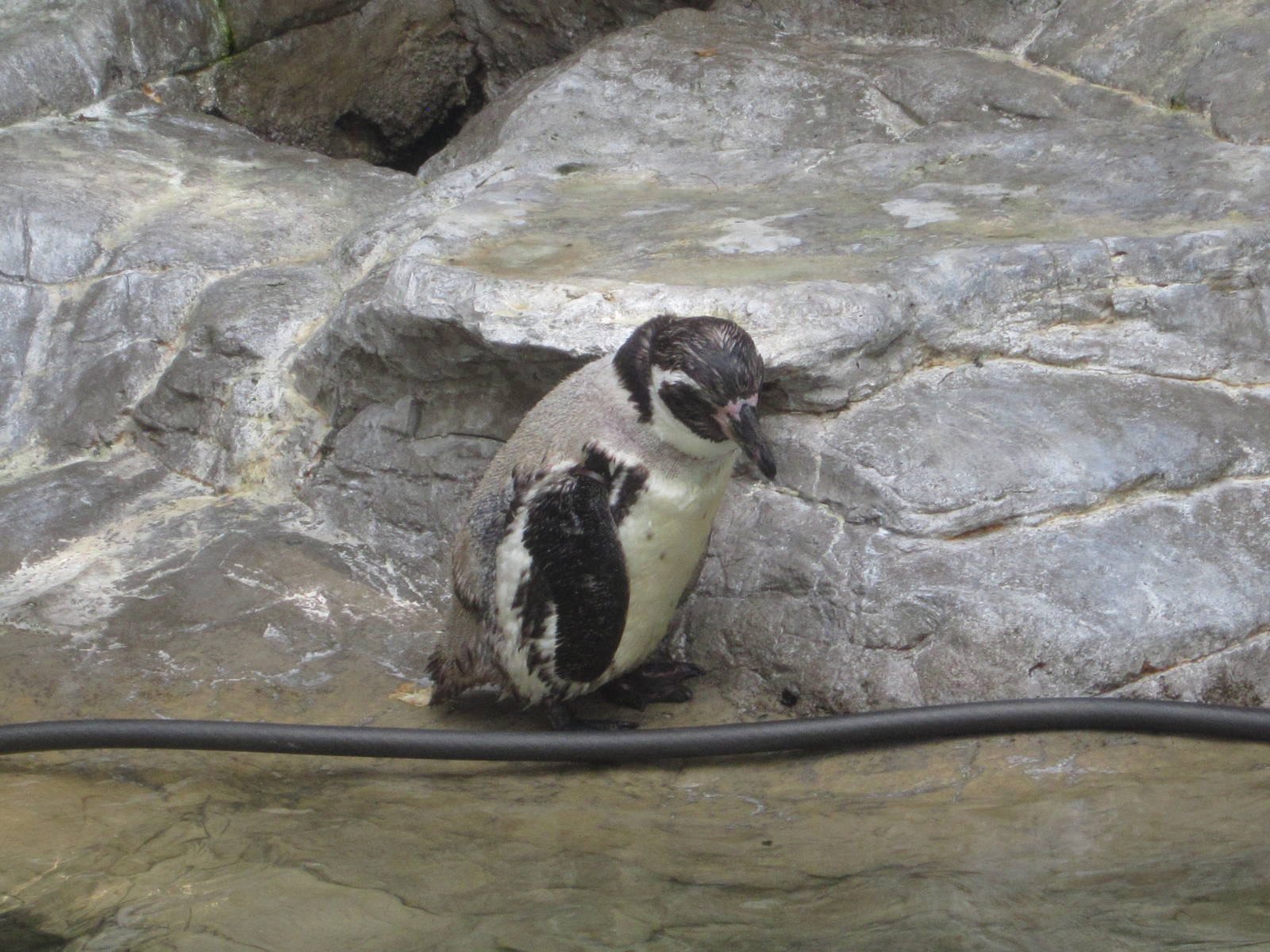 Aug. 2012-Humboldt Penguin