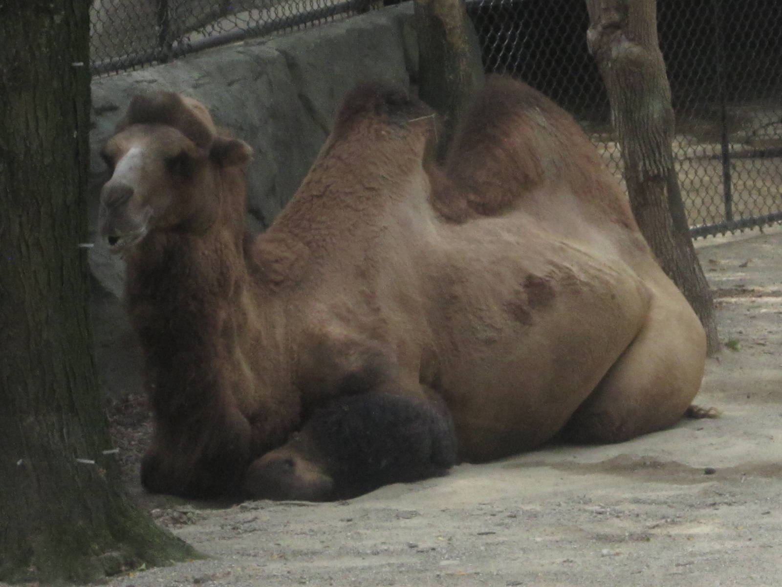 Aug. 2012-Humphrey, a Bactrian Camel