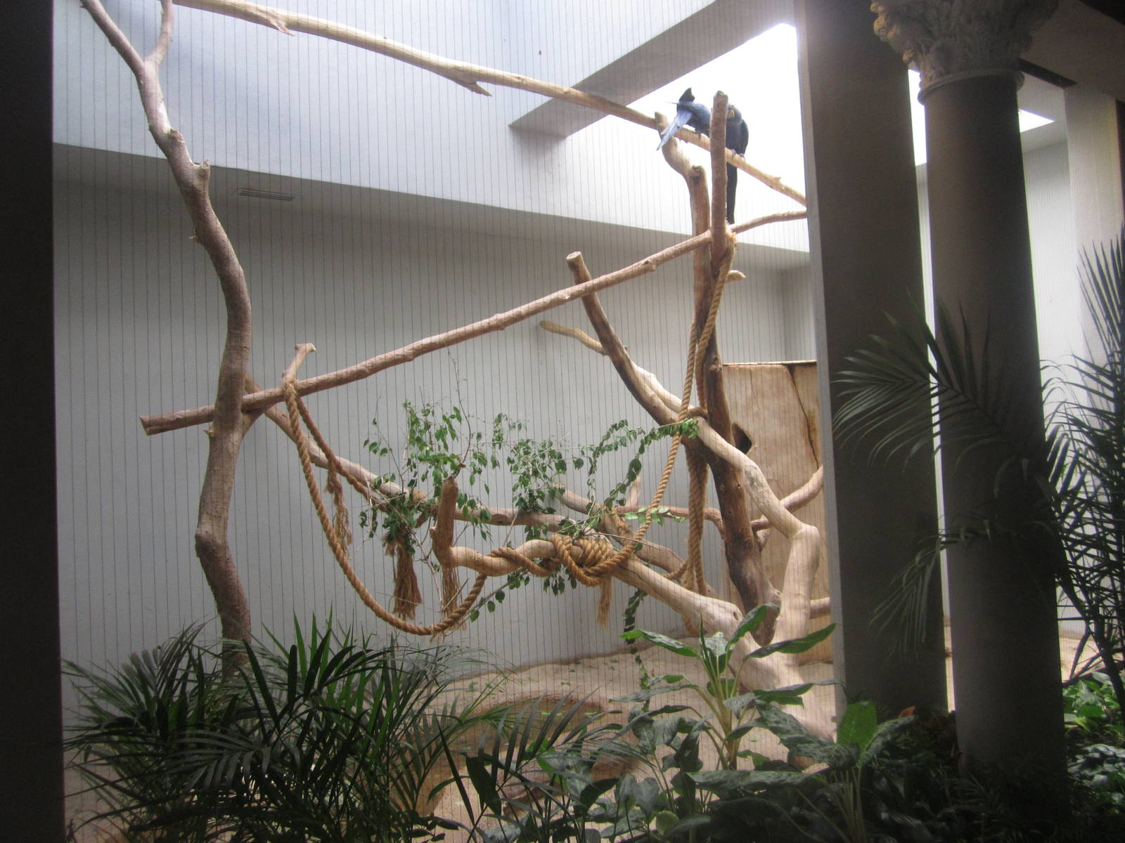 Aug. 2012-Hyacinth Macaw exhibit