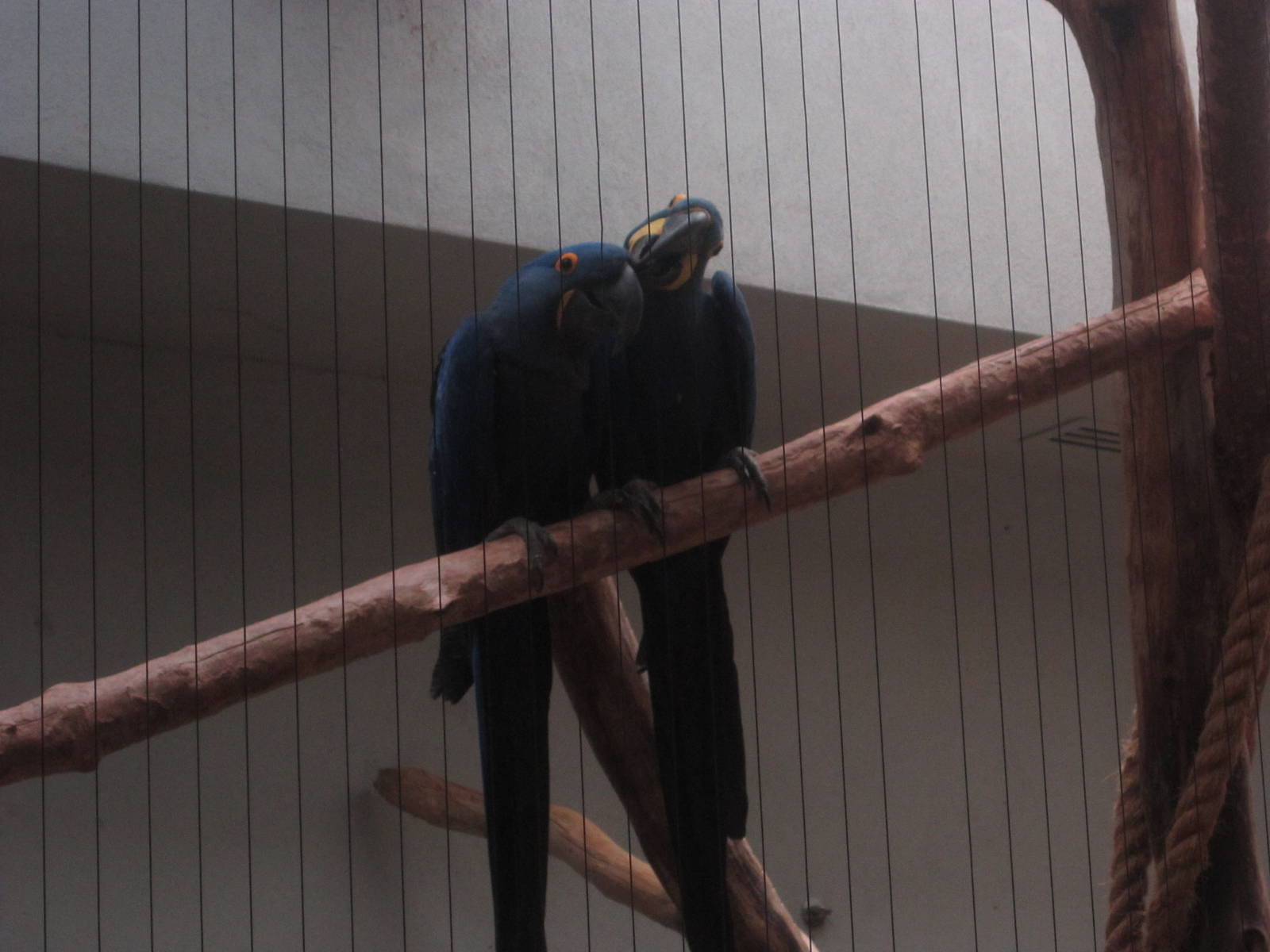 Aug. 2012-Hyacinth Macaws
