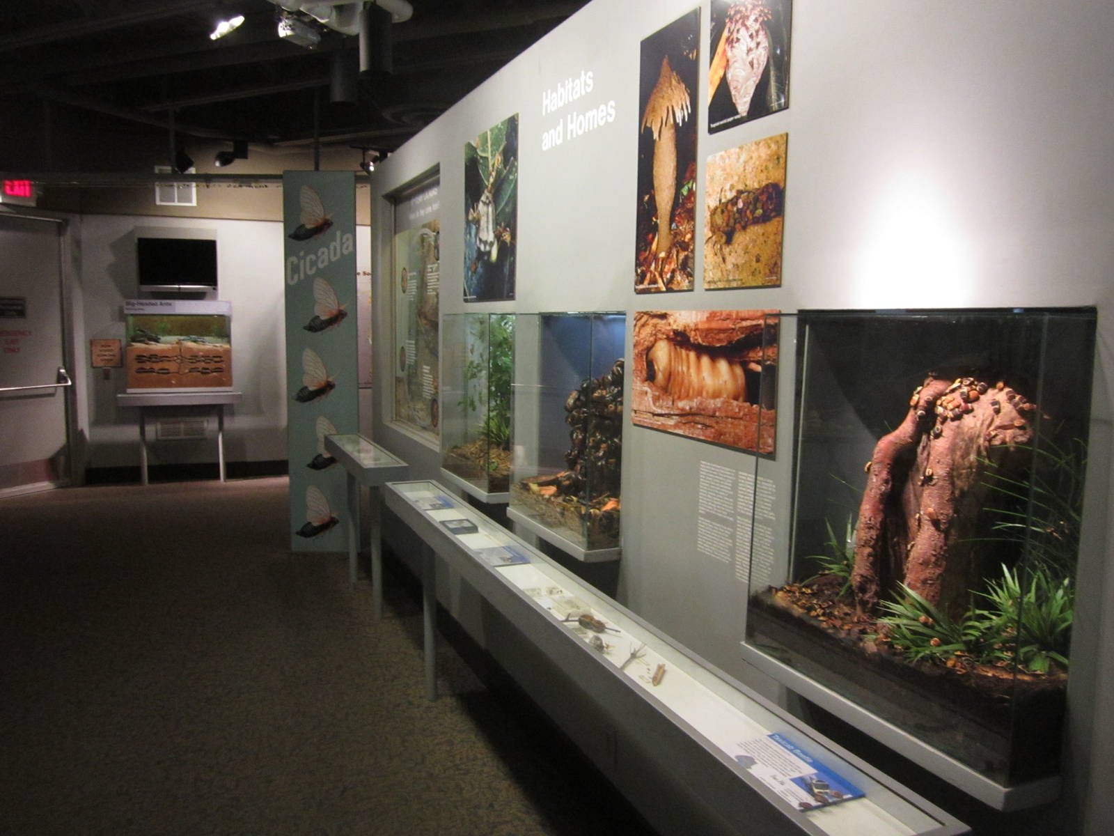 Aug. 2012-Insect Lifestyles section (1)