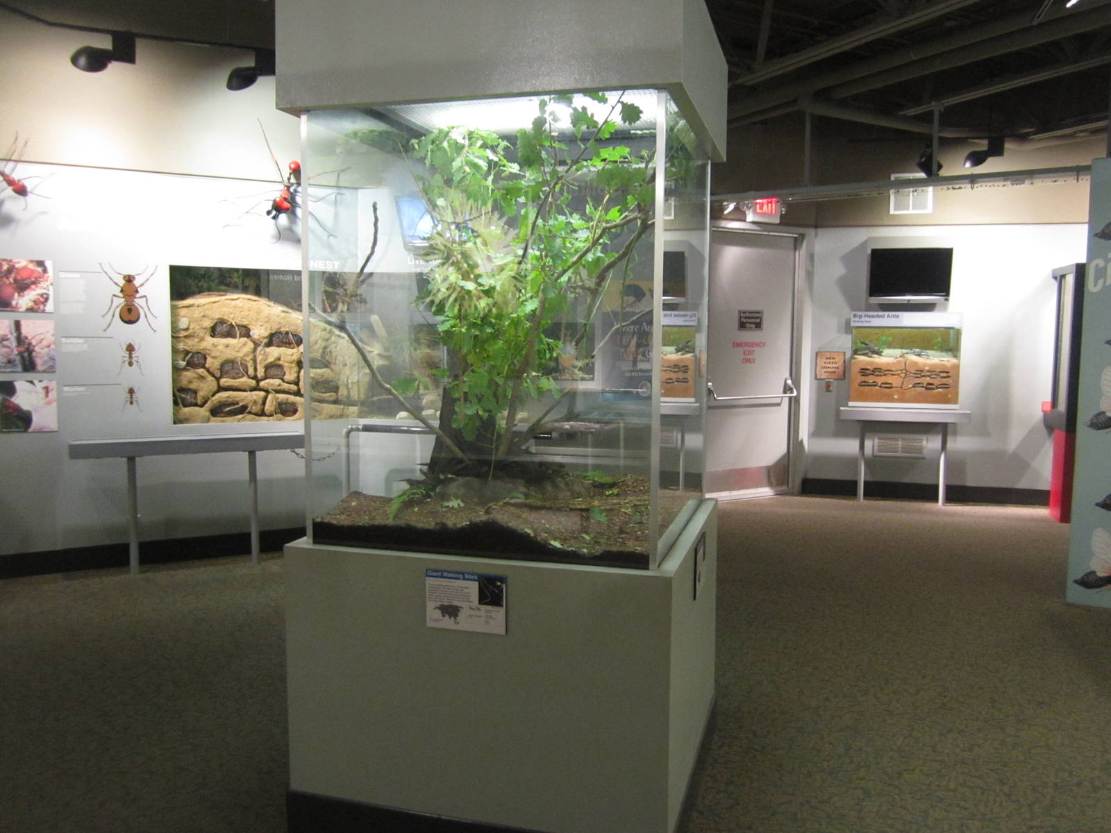 Aug. 2012-Insect Lifestyles section (2)