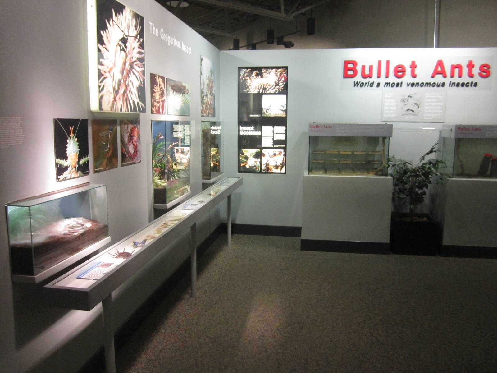 Aug. 2012-Insect Lifestyles section (3)