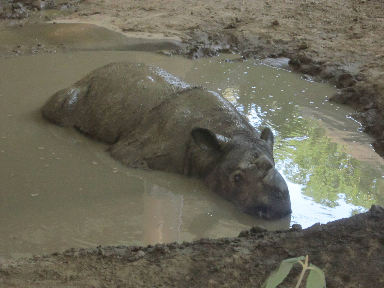 Aug. 2012-Ipuh, a Sumatran Rhinocers