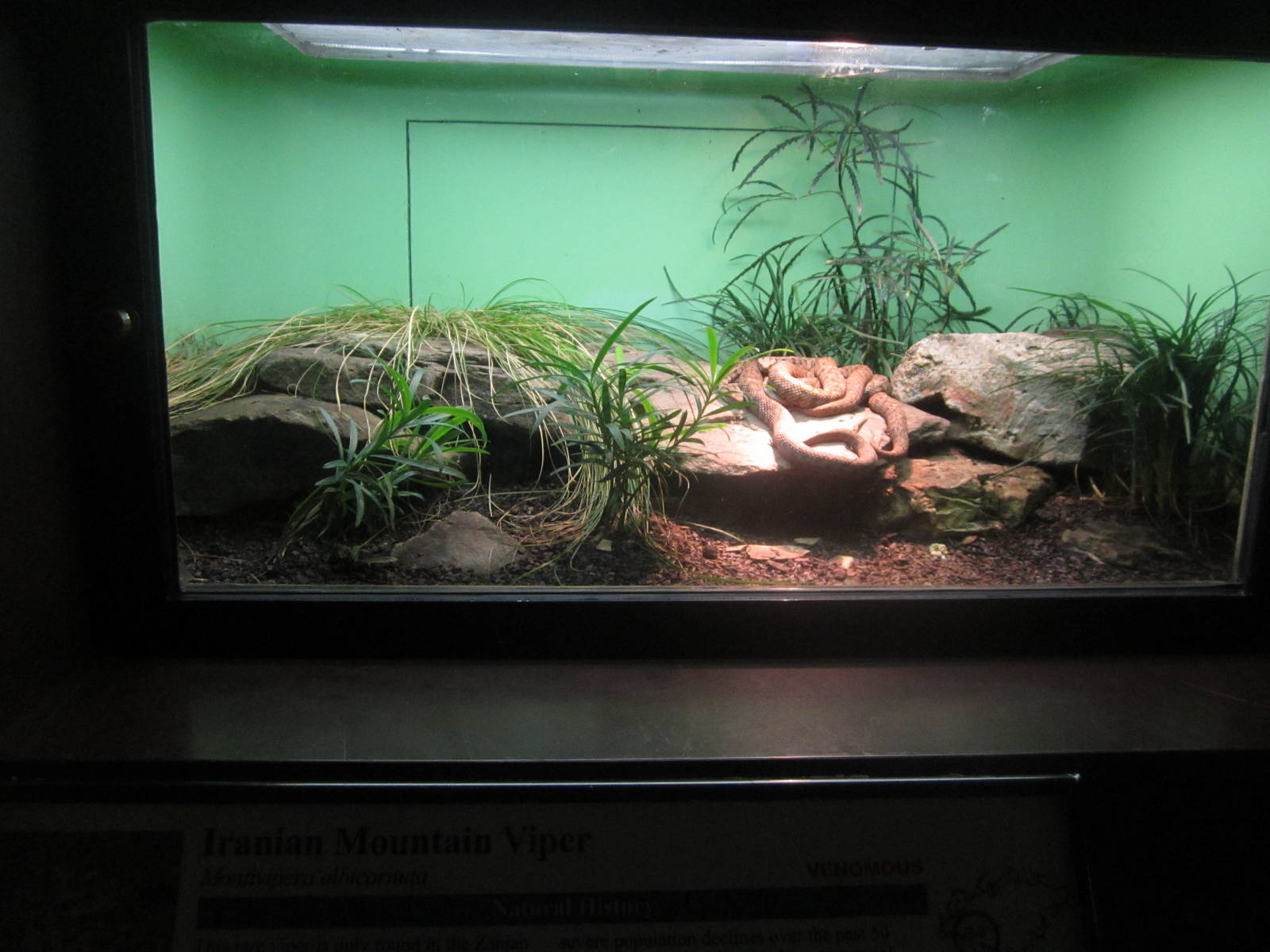 Aug. 2012-Iranian Mountain Viper exhibit