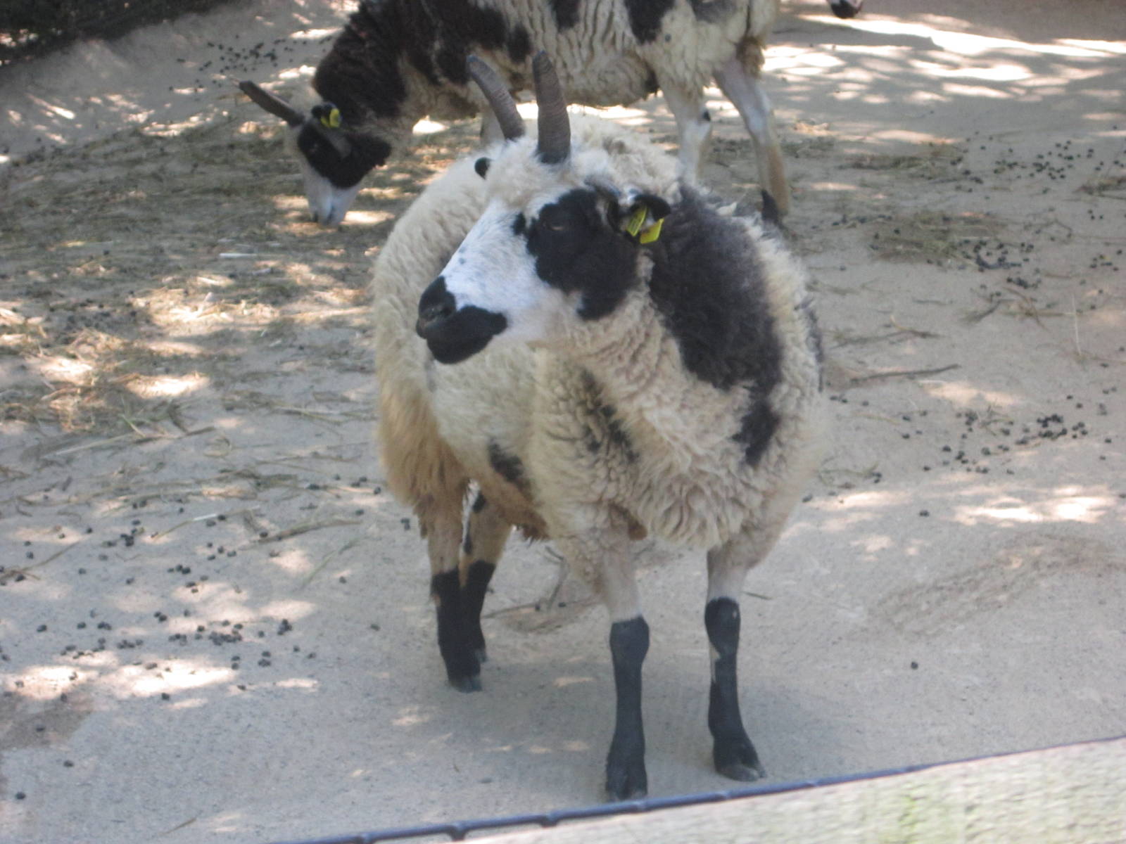 Aug. 2012-Jacob Sheep