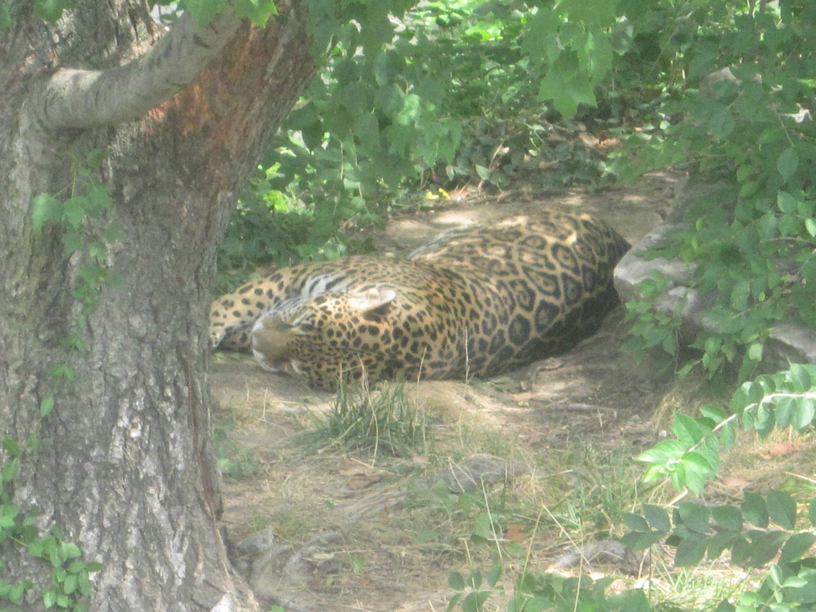 Aug. 2012-Jaguar