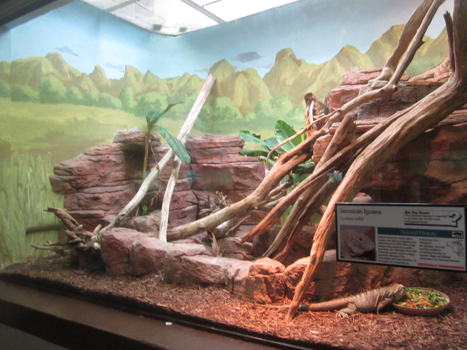 Aug. 2012-Jamaican Iguana exhibit