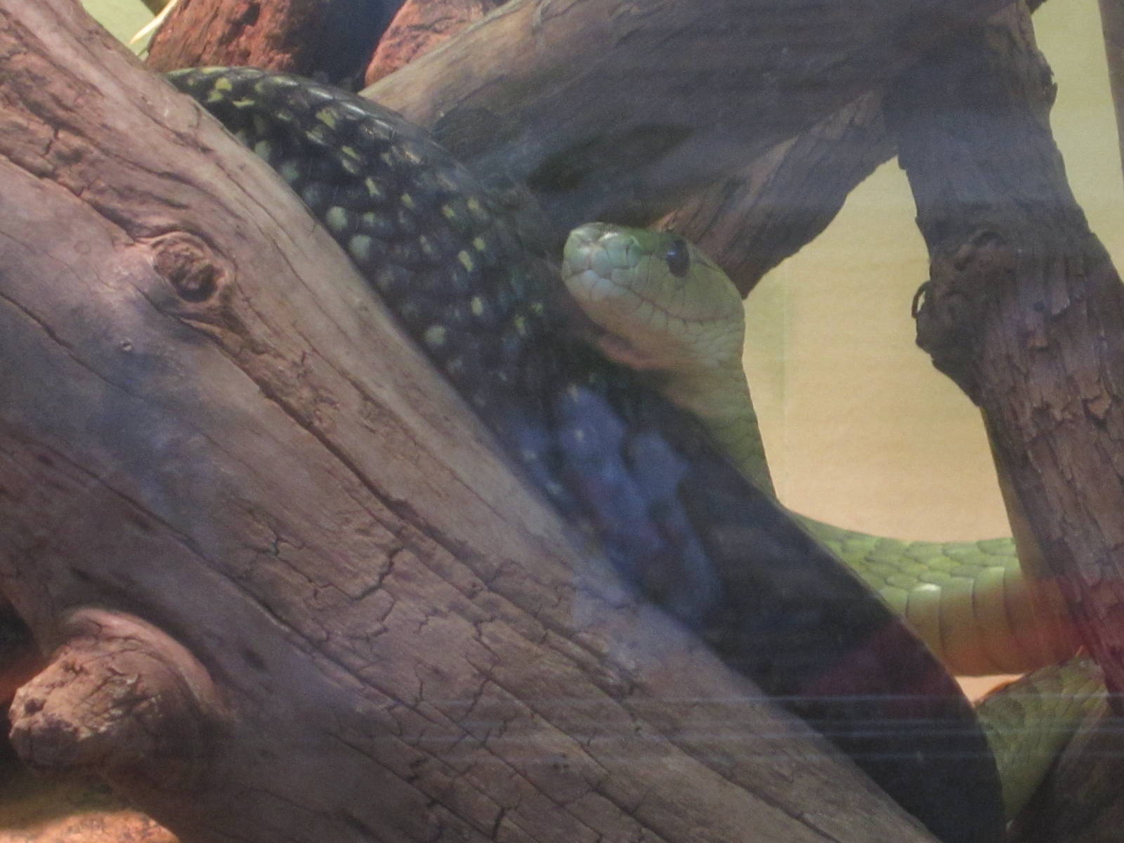 Aug. 2012-Jameson's Mamba