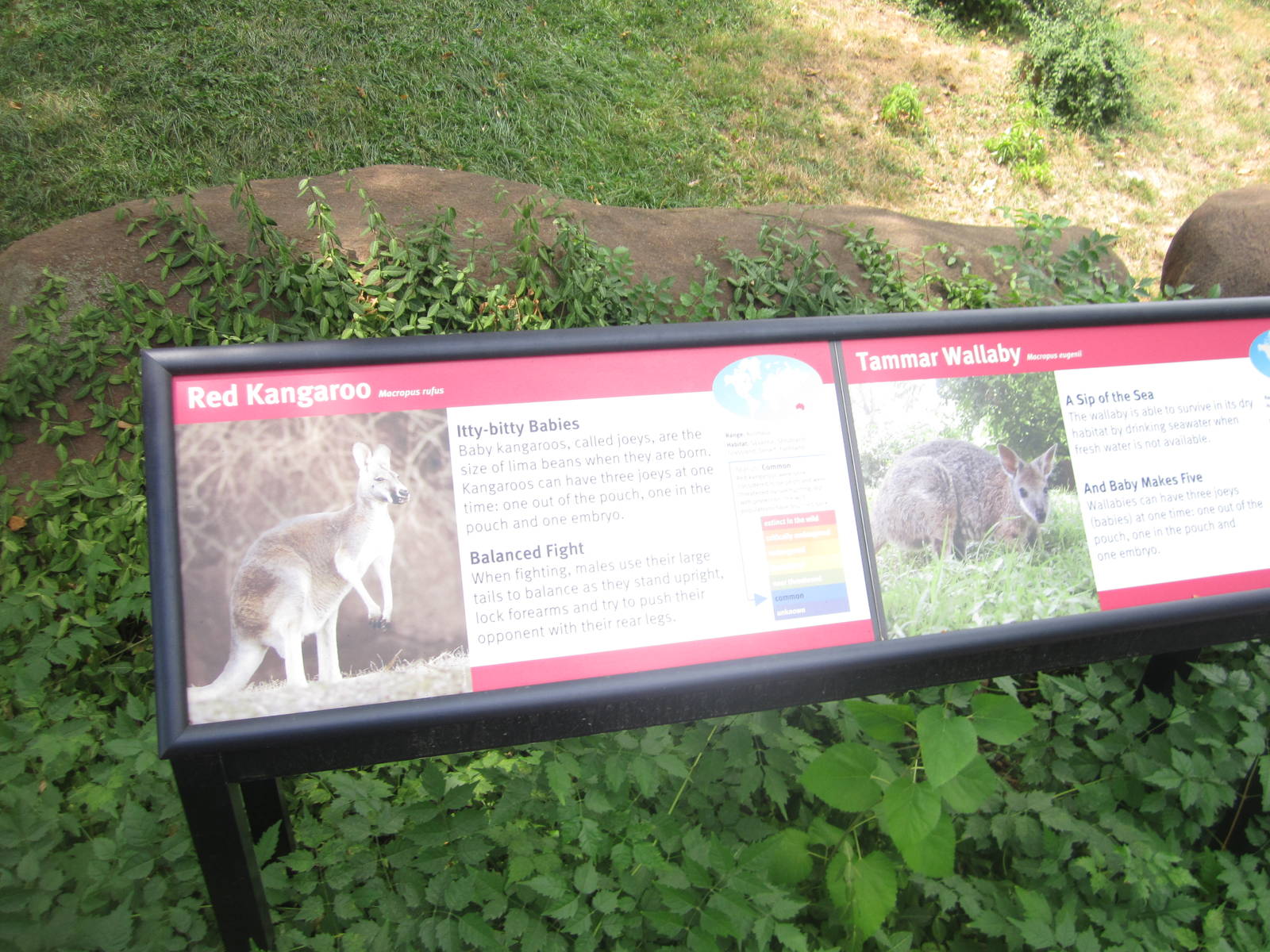 Aug. 2012-Kangaroo/Wallaby signs