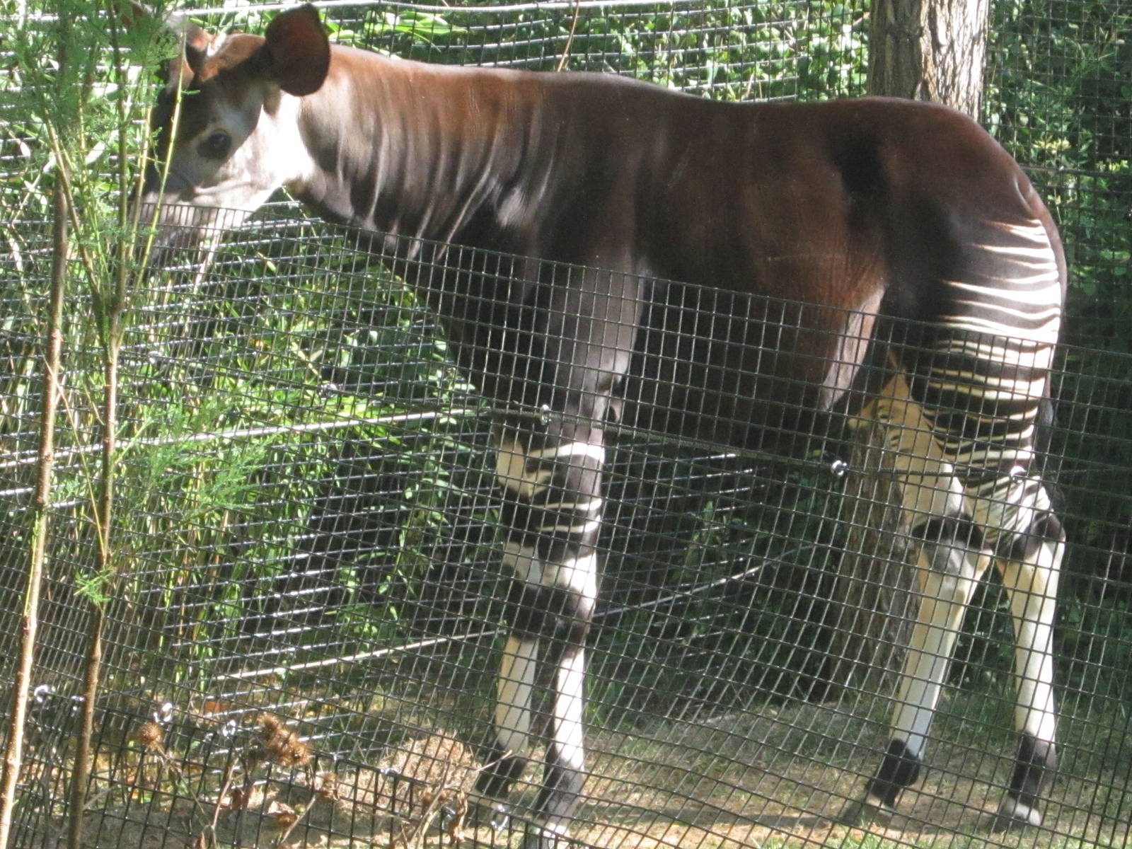 Aug. 2012-Kiloro, the bull Okapi