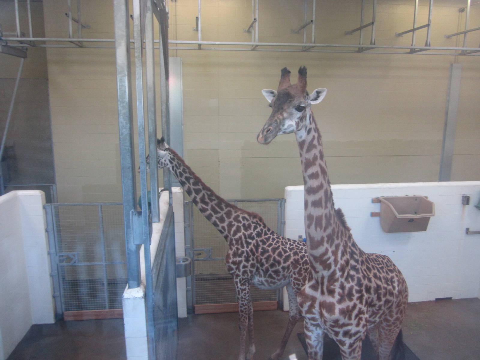 Aug. 2012-Kimba and Tessa indoors