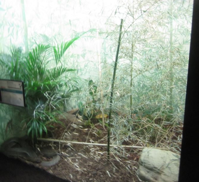 Aug. 2012-King Cobra exhibit