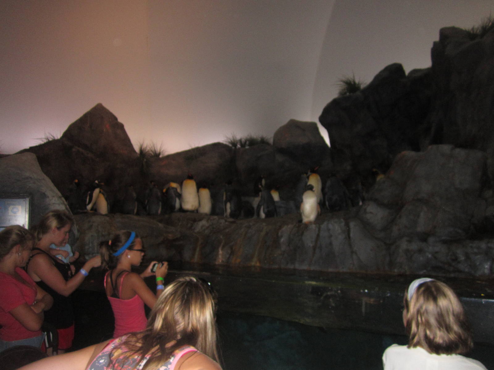 Aug. 2012-King/Gentoo/Southern Rockhopper Penguin exhibit