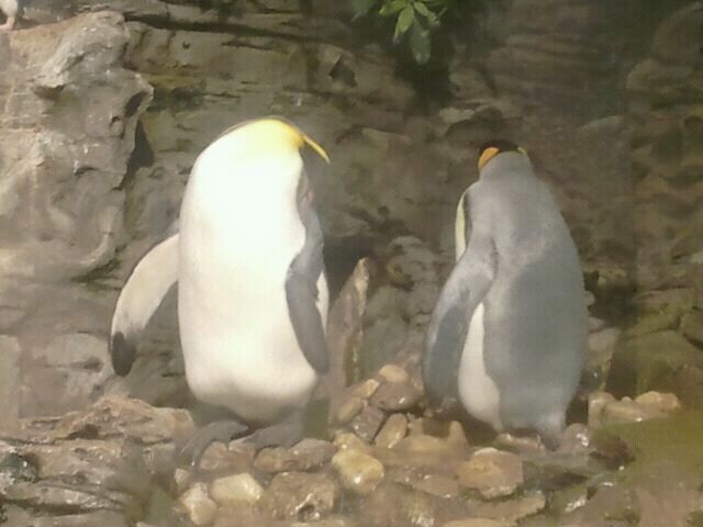 Aug. 2012-King Penguins