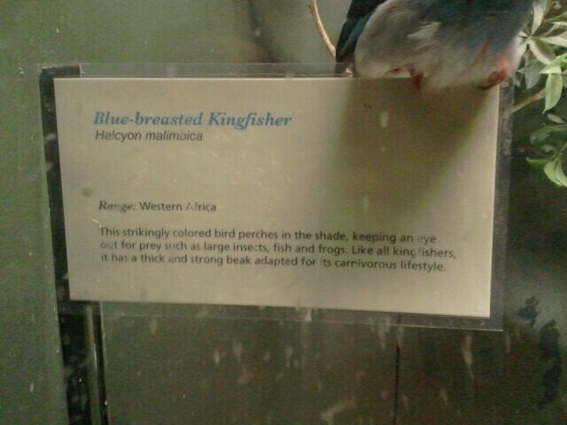 Aug. 2012-Kingfisher sign