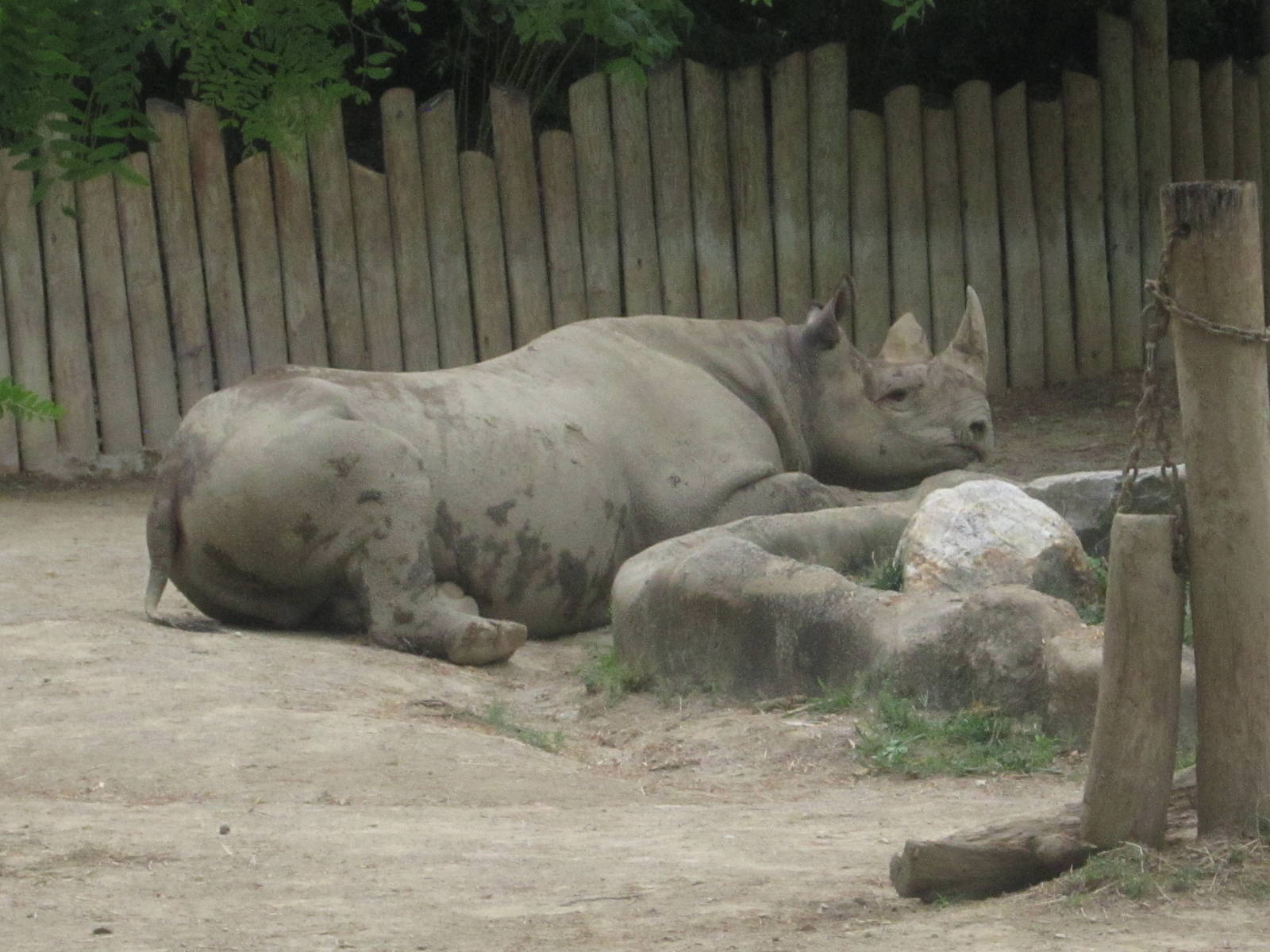 Aug. 2012-Klyde, the Eastern Black Rhinoceros