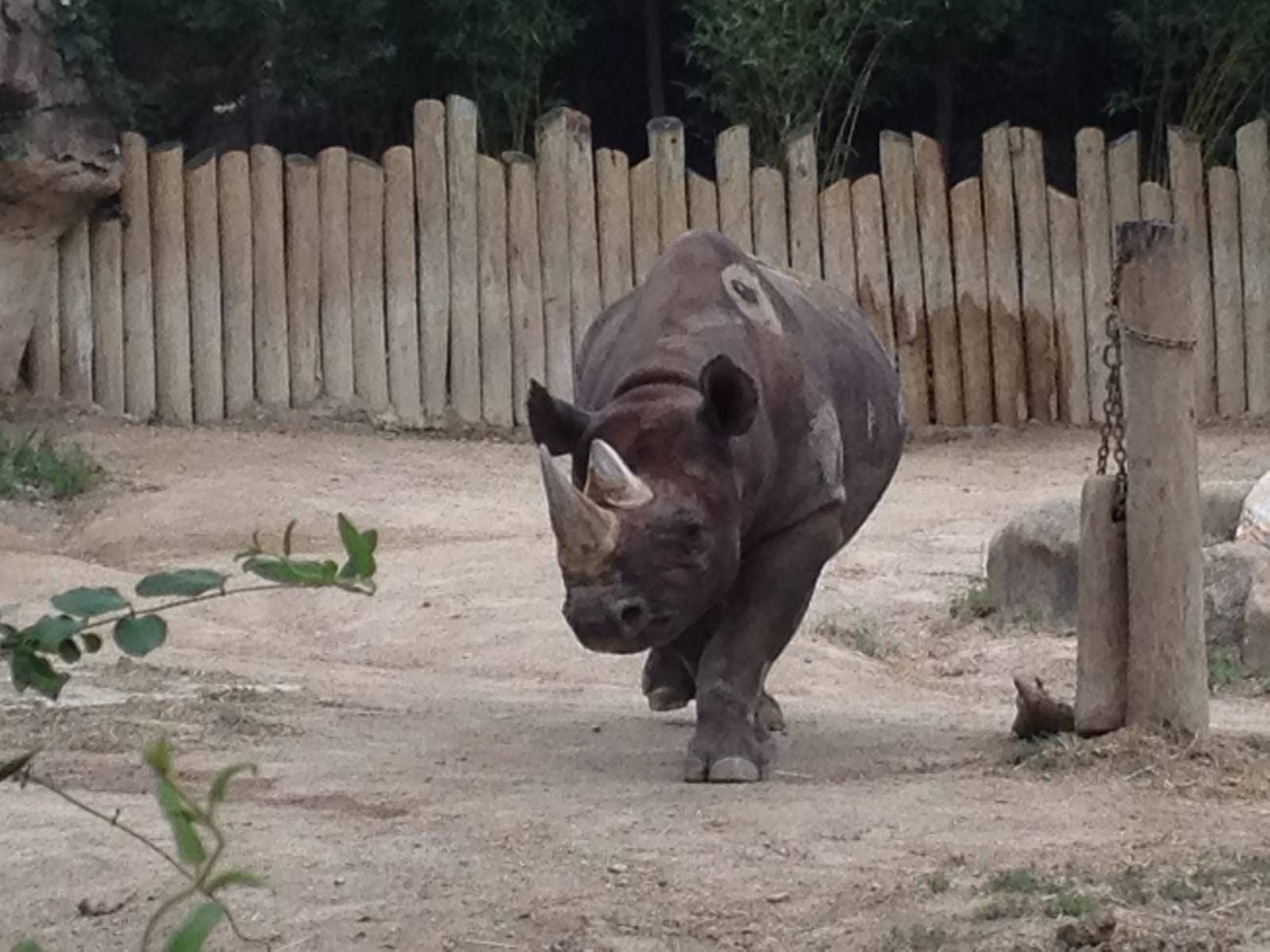 Aug. 2012-Klyde, the Eastern Black Rhinoceros