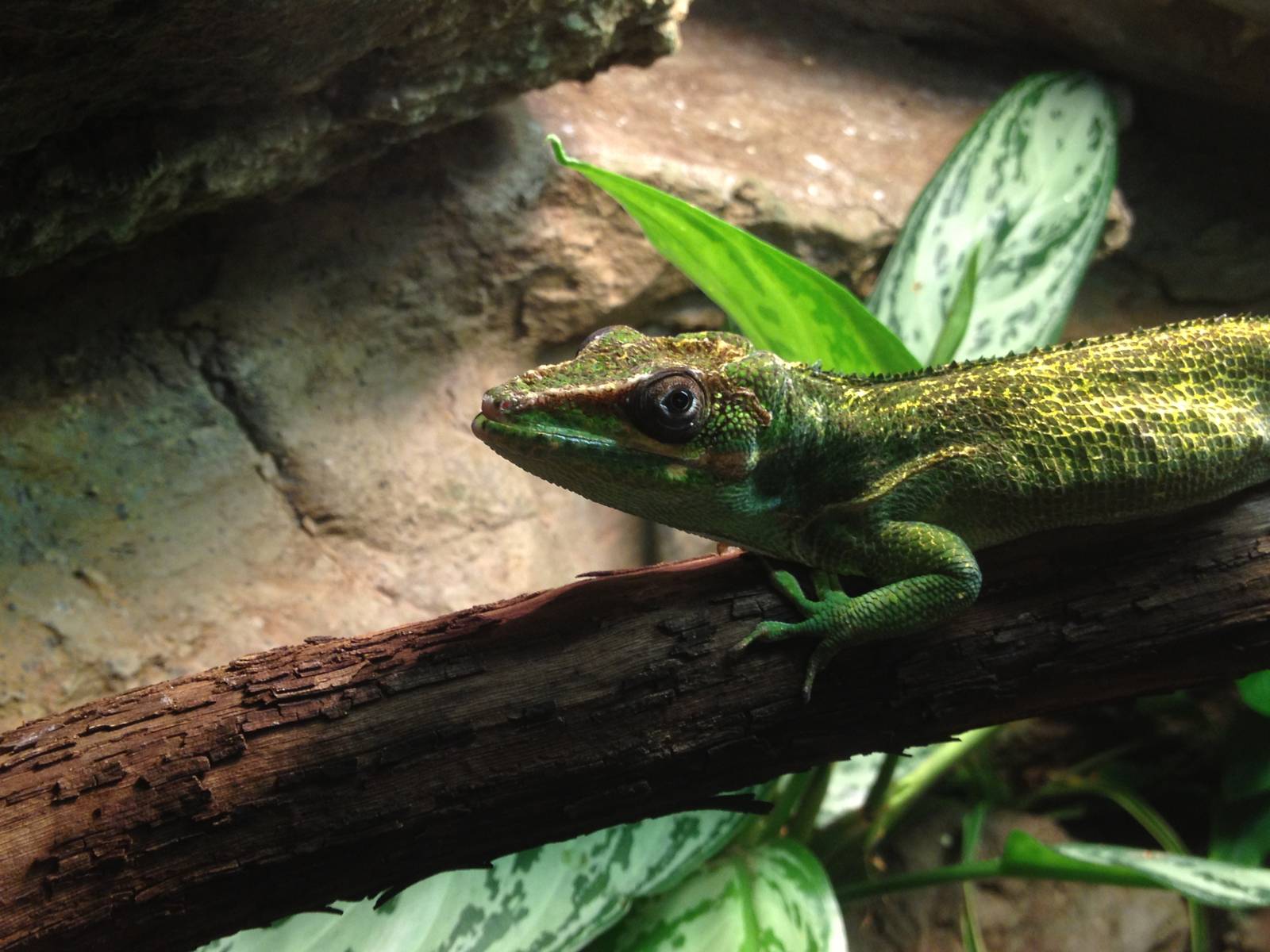 Aug. 2012-Knight Anole