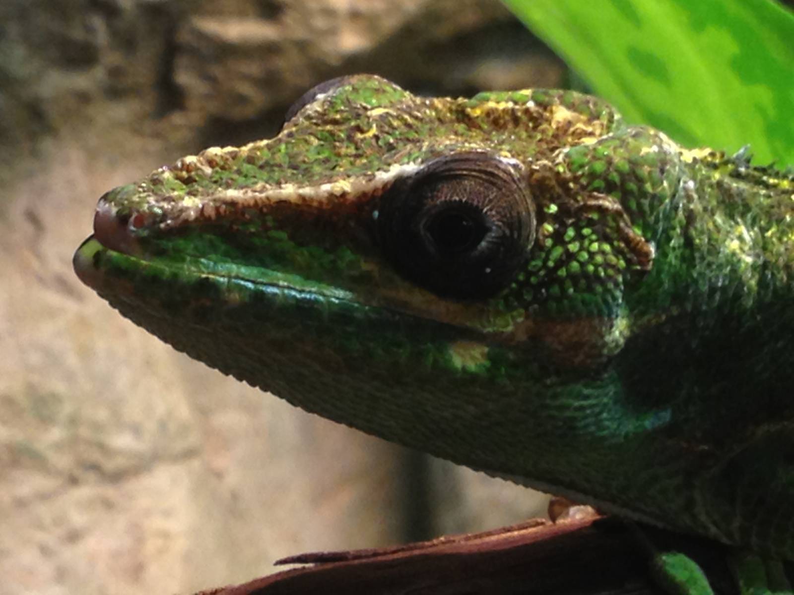 Aug. 2012-Knight Anole