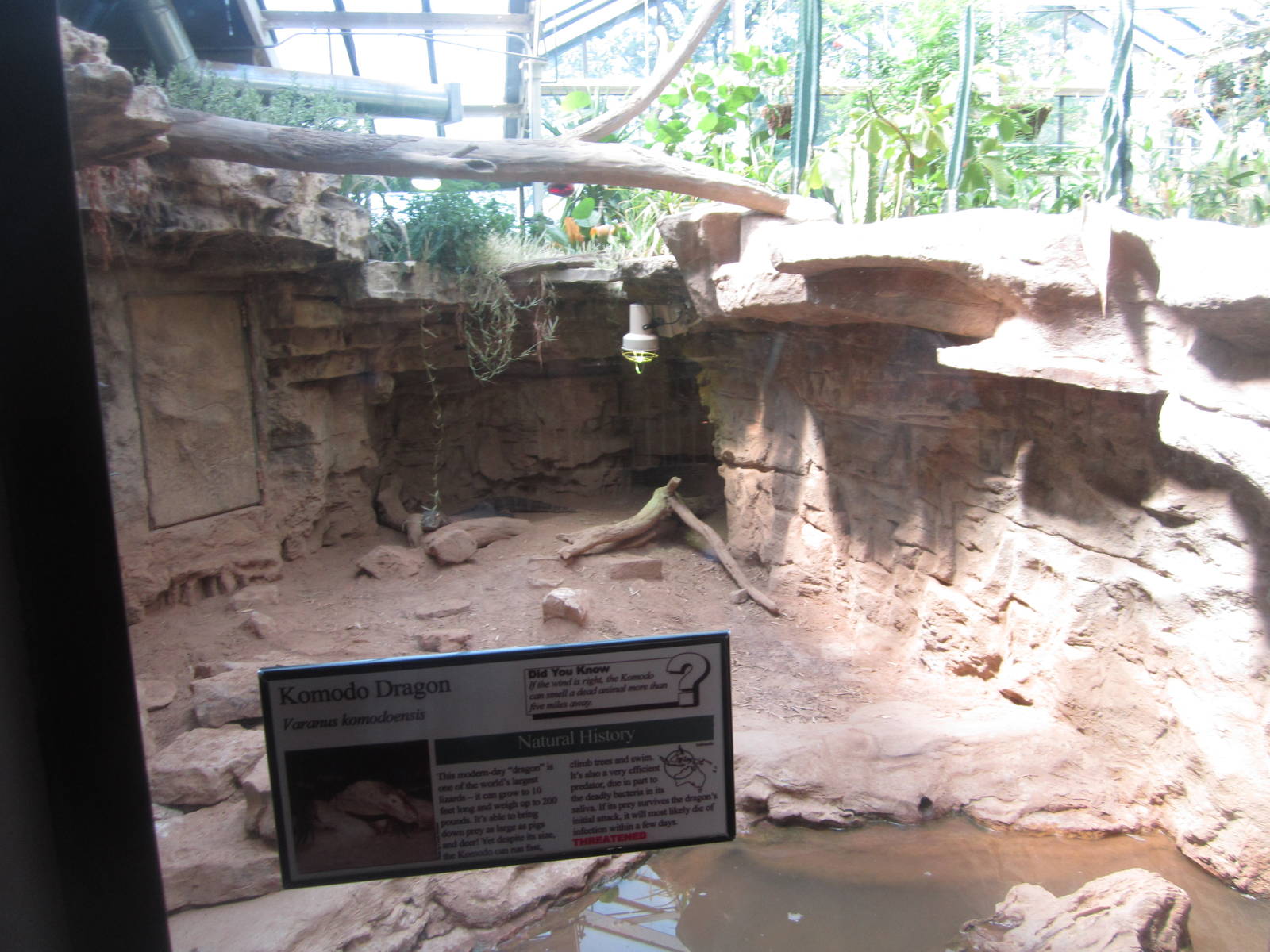 Aug. 2012-Komodo Dragon exhibit