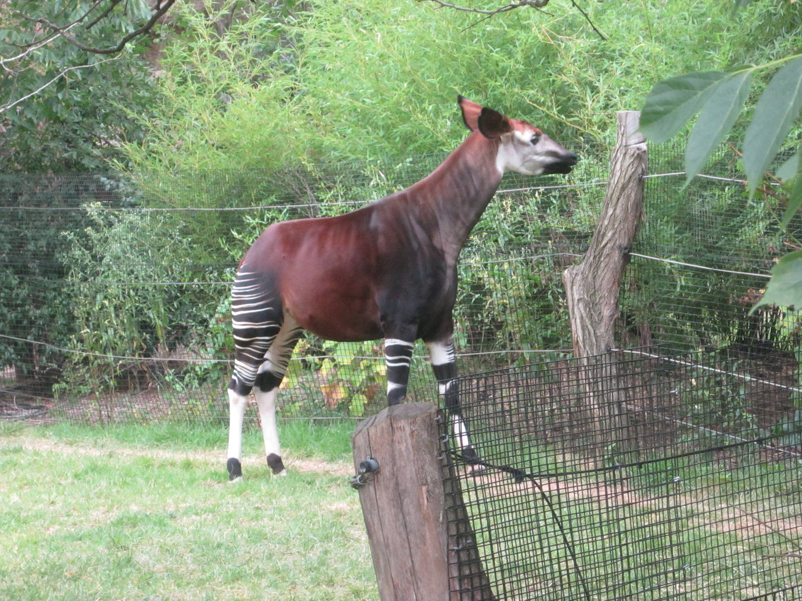 Aug. 2012-Kuva, an Okapi