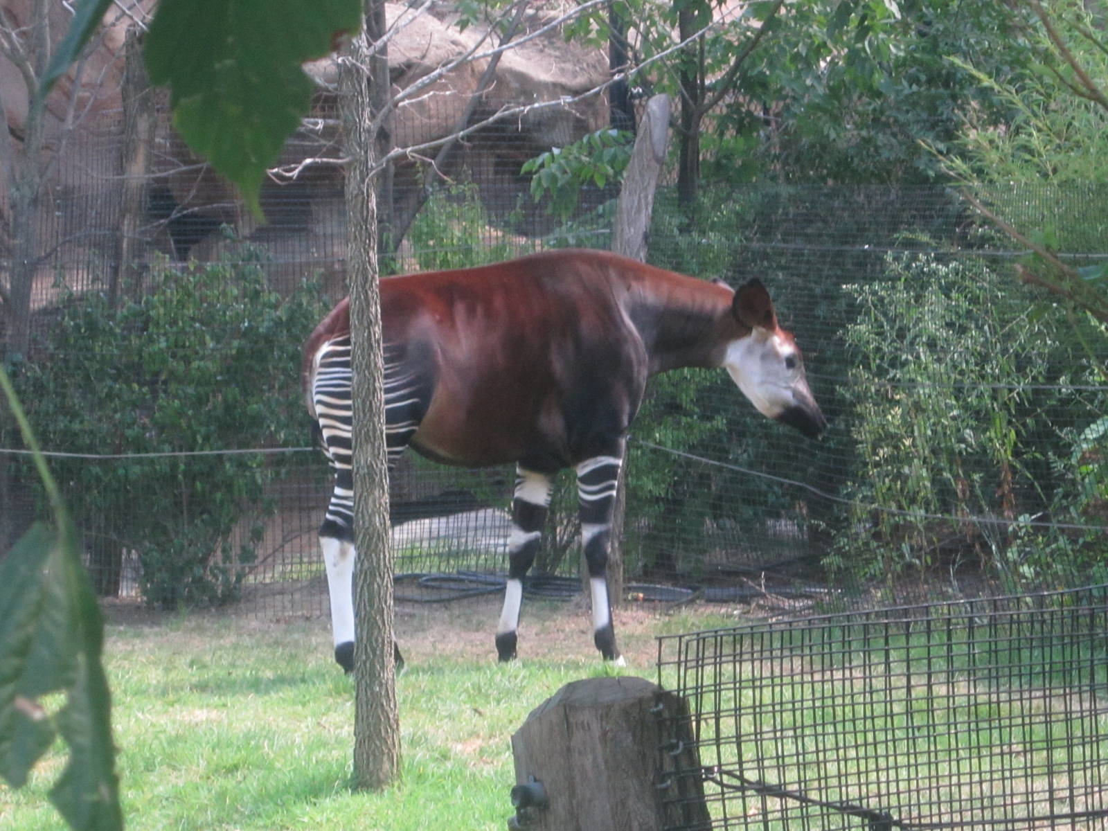 Aug. 2012-Kuva, the female Okapi