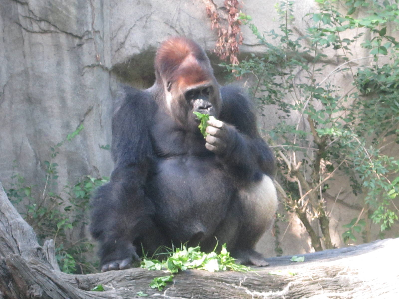 Aug. 2012-Kwashi, a Western Lowland Gorilla