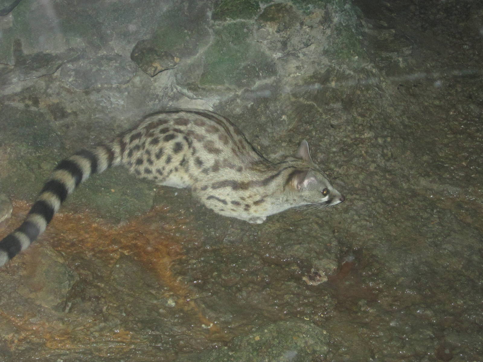 Aug. 2012-Large-spotted Genet