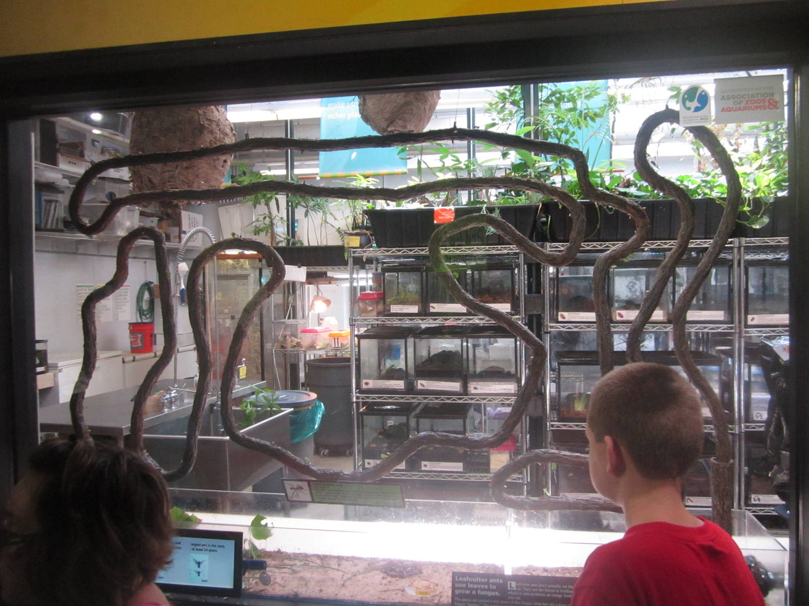 Aug. 2012-Leaf-cutter Ant exhibit