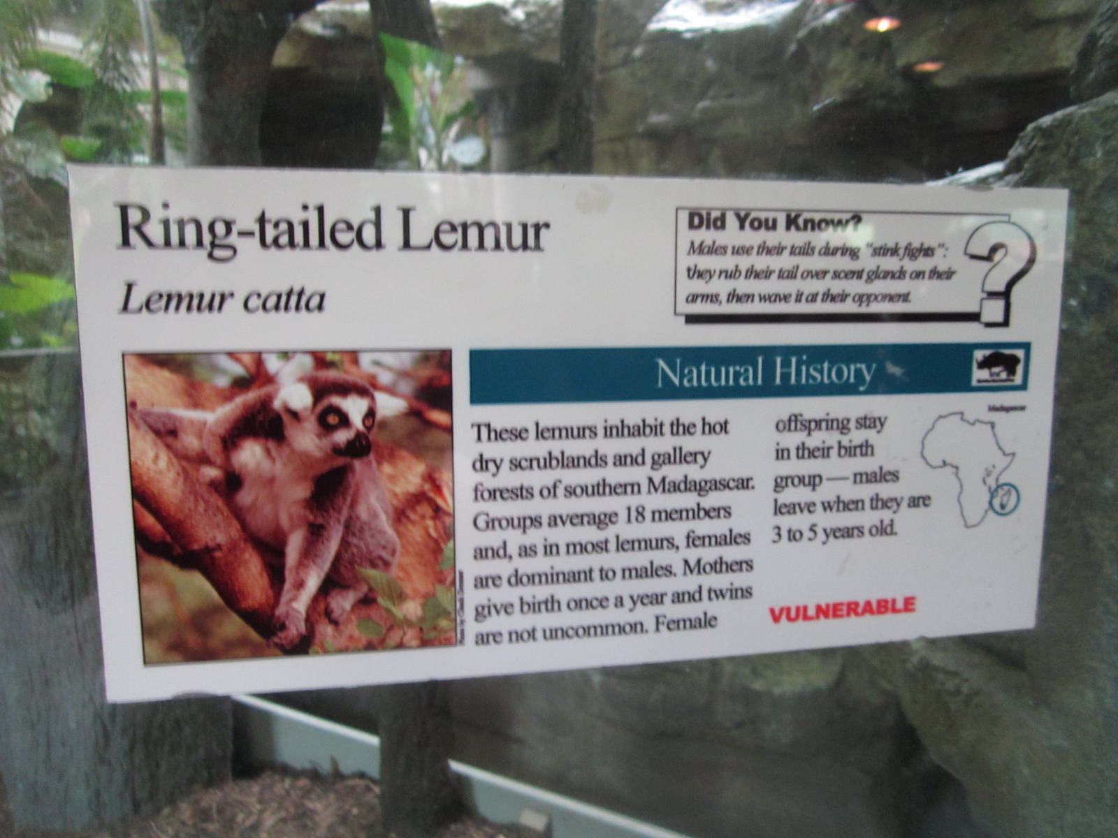 Aug. 2012-Lemur sign