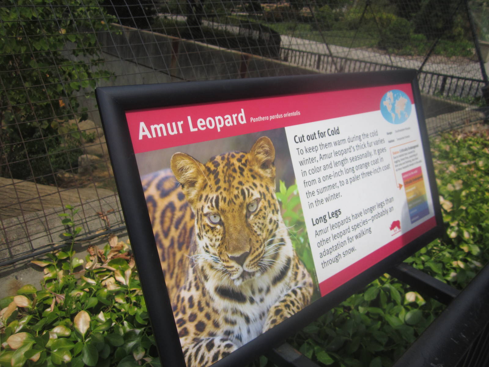 Aug. 2012-Leopard Sign