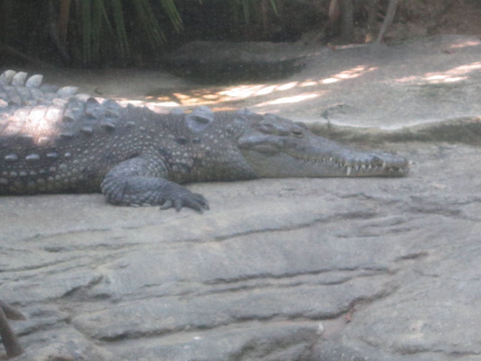 Aug. 2012-Leslie, the American Crocodile