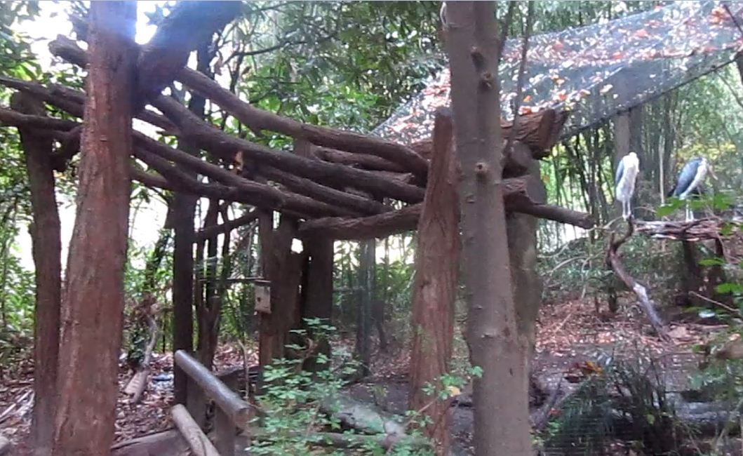 Aug. 2012-Lesser Adjutant Stork exhibit viewing