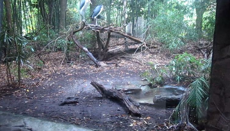 Aug. 2012-Lesser Adjutant Stork exhibit