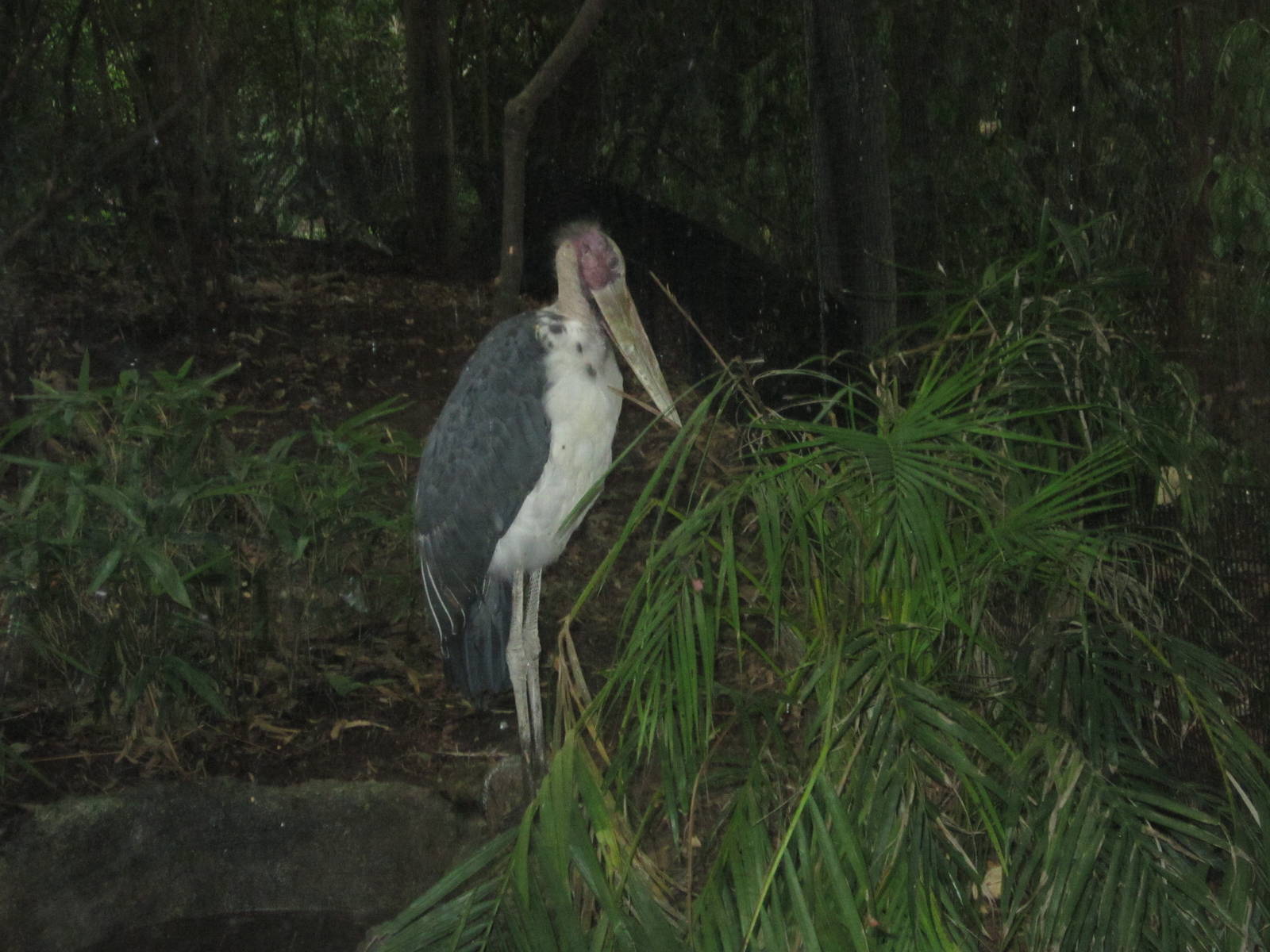 Aug. 2012-Lesser Adjutant
