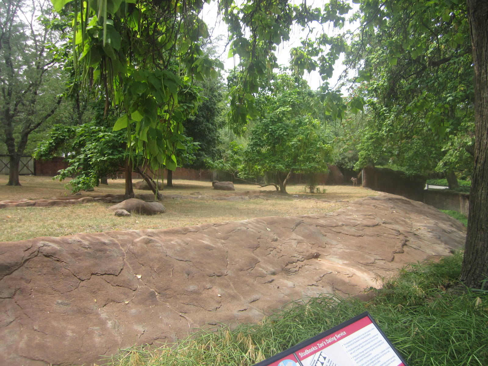 Aug. 2012-Lesser Kudu/Saddle-billed Stork exhibit