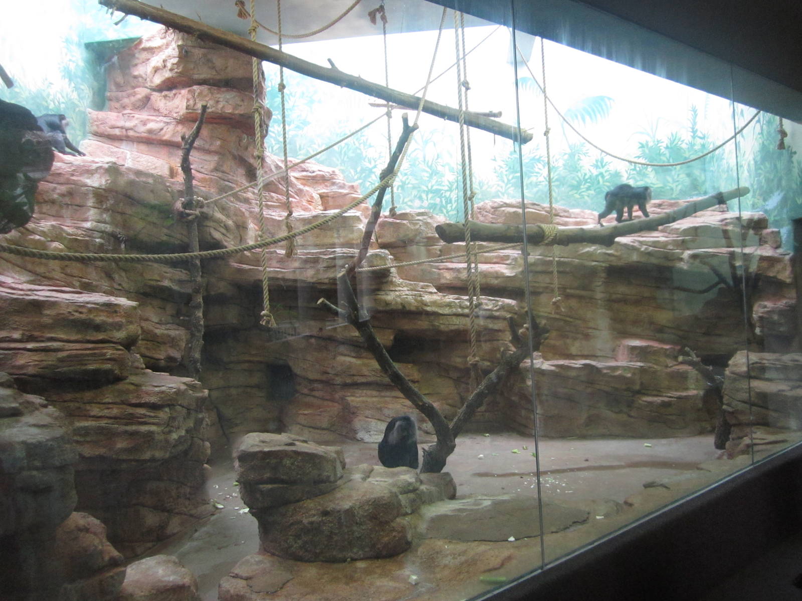 Aug. 2012-Lion-tailed Macaque exhibit