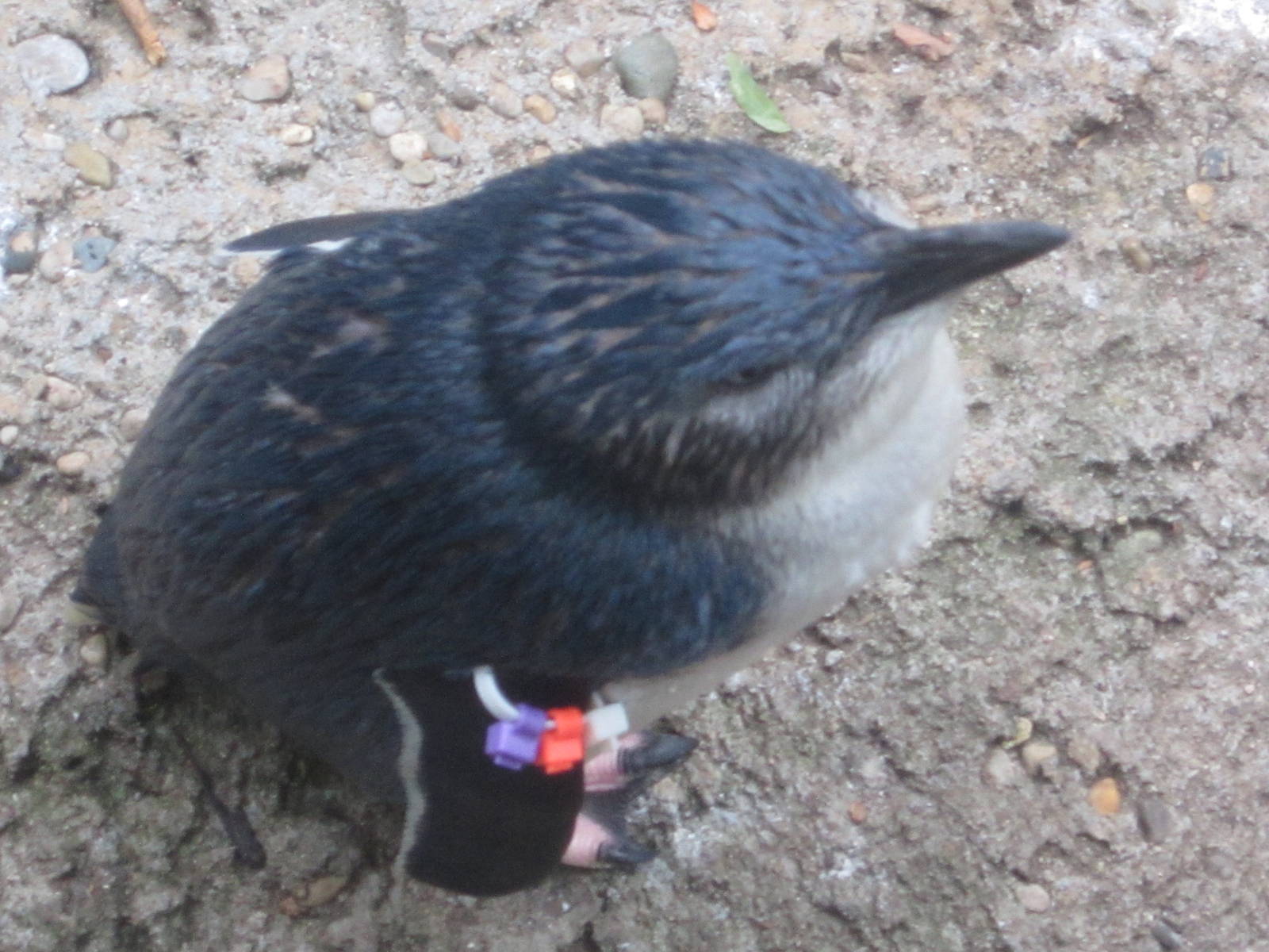 Aug. 2012-Little Penguin