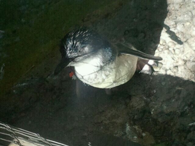 Aug. 2012-Little Penguin