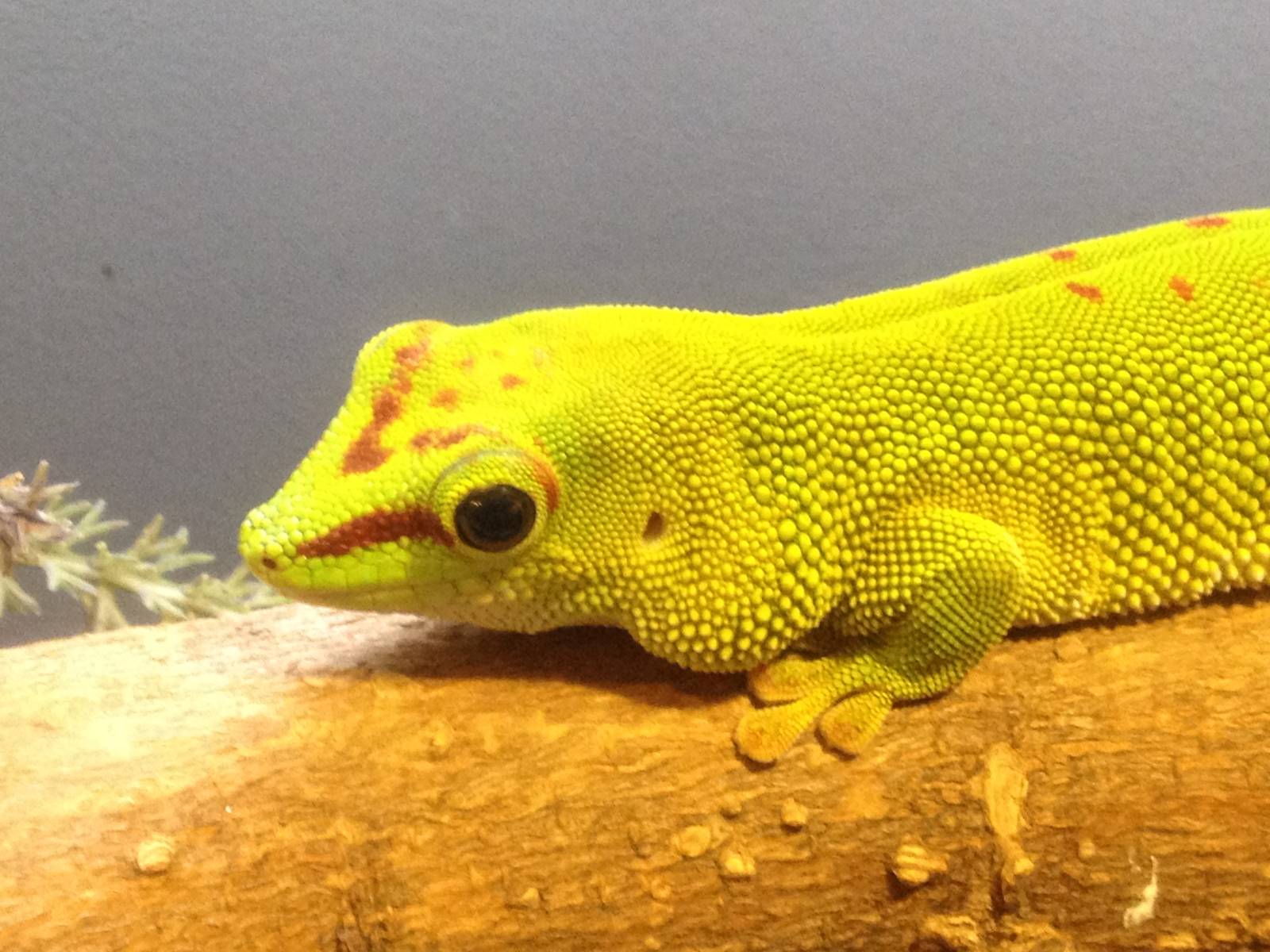 Aug. 2012-Madagascar Giant Day Gecko