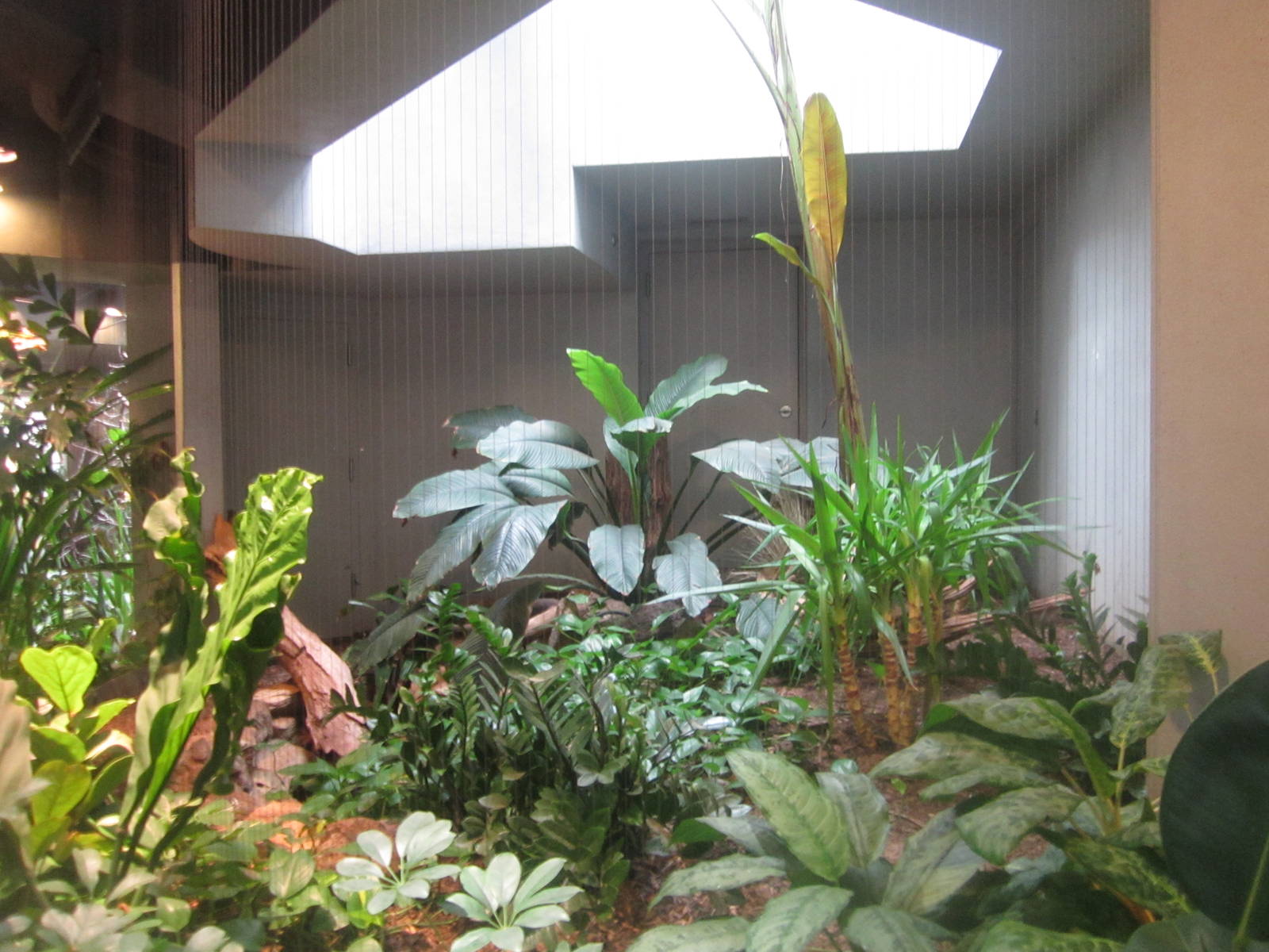 Aug. 2012-Magnificent Ground Pigeon exhibit