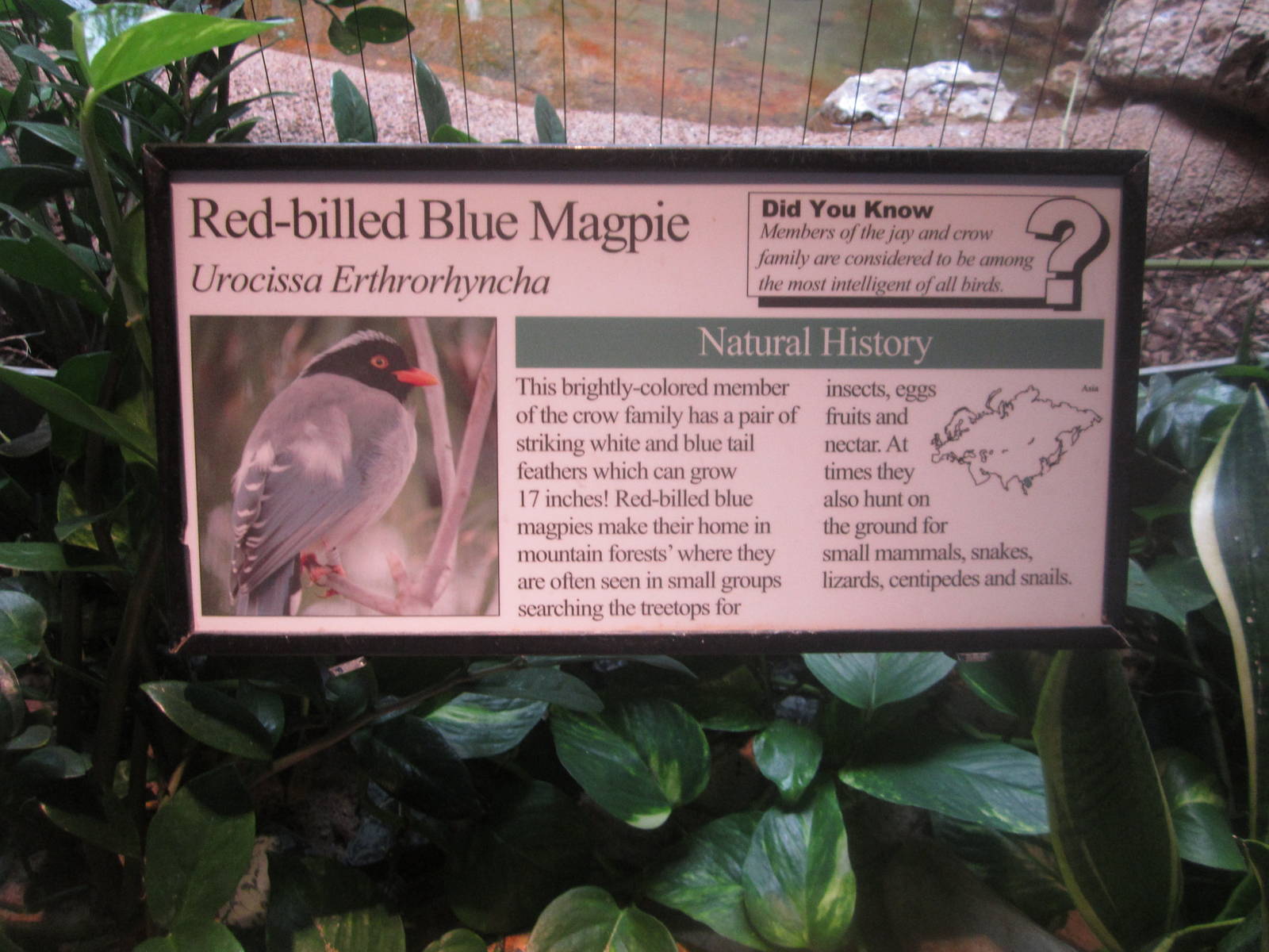 Aug. 2012-Magpie sign