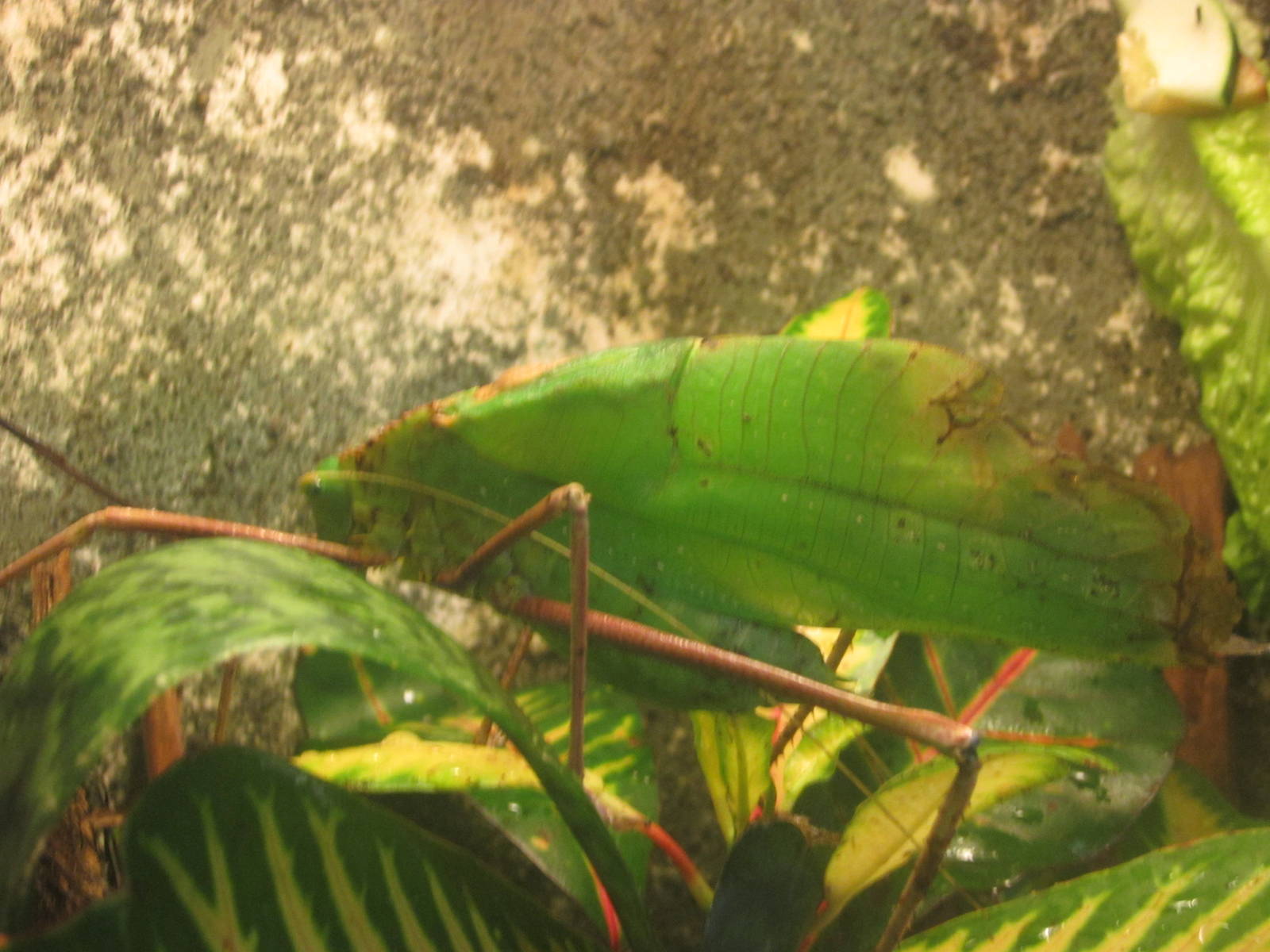 Aug. 2012-Malayan Leaf Katydid