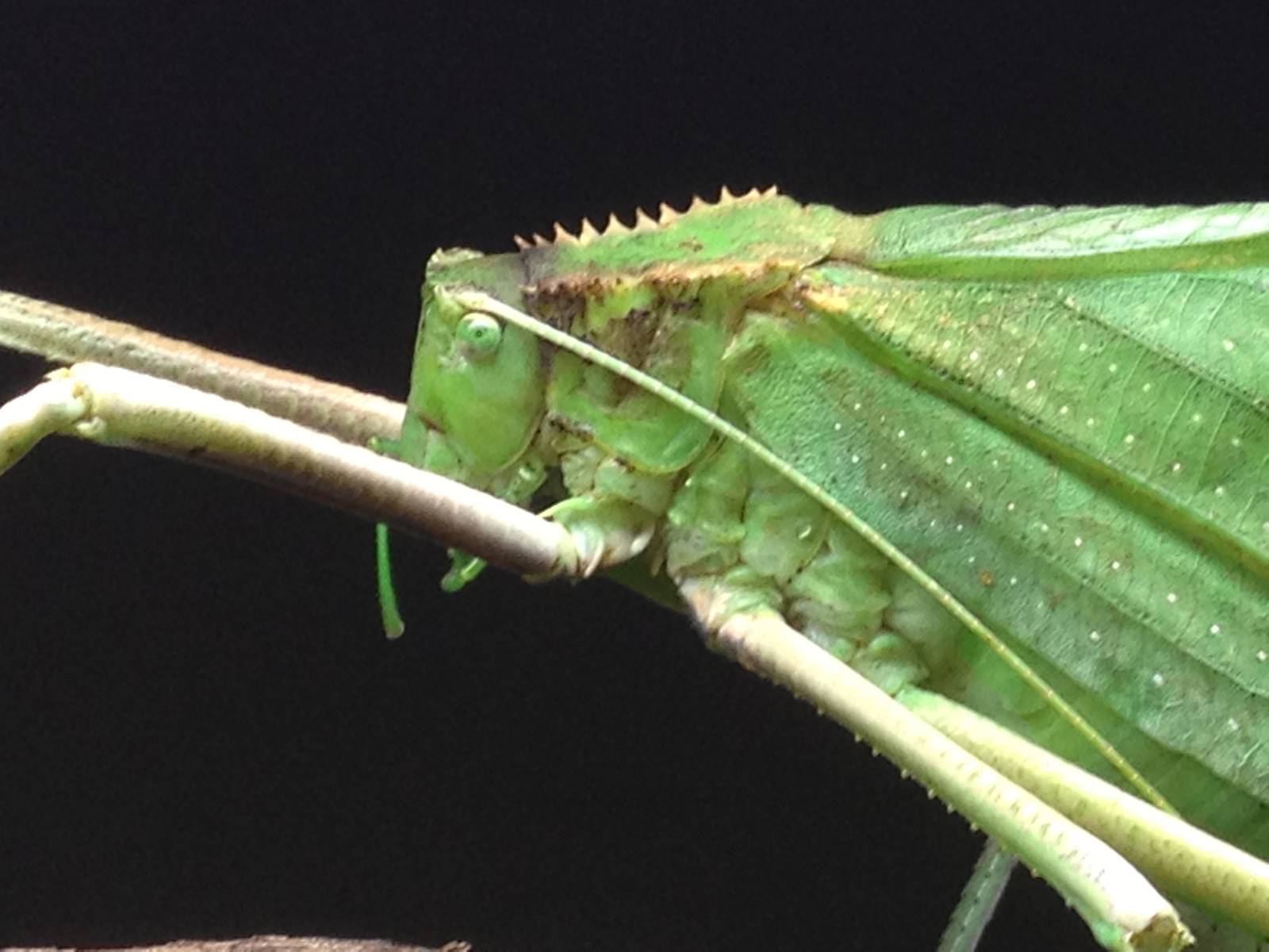 Aug. 2012-Malayan Leaf Katydid