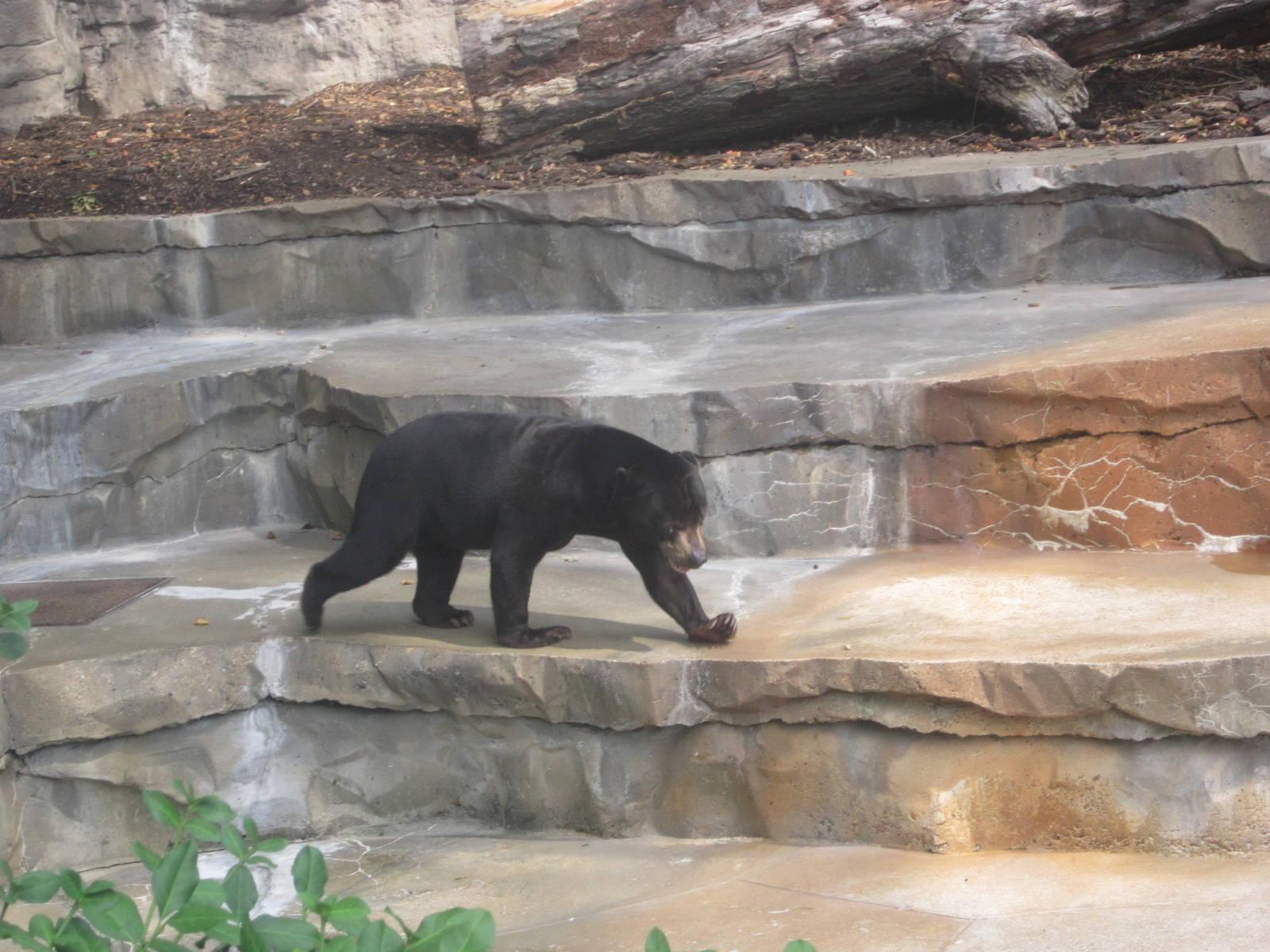 Aug. 2012-Malayan Sun Bear
