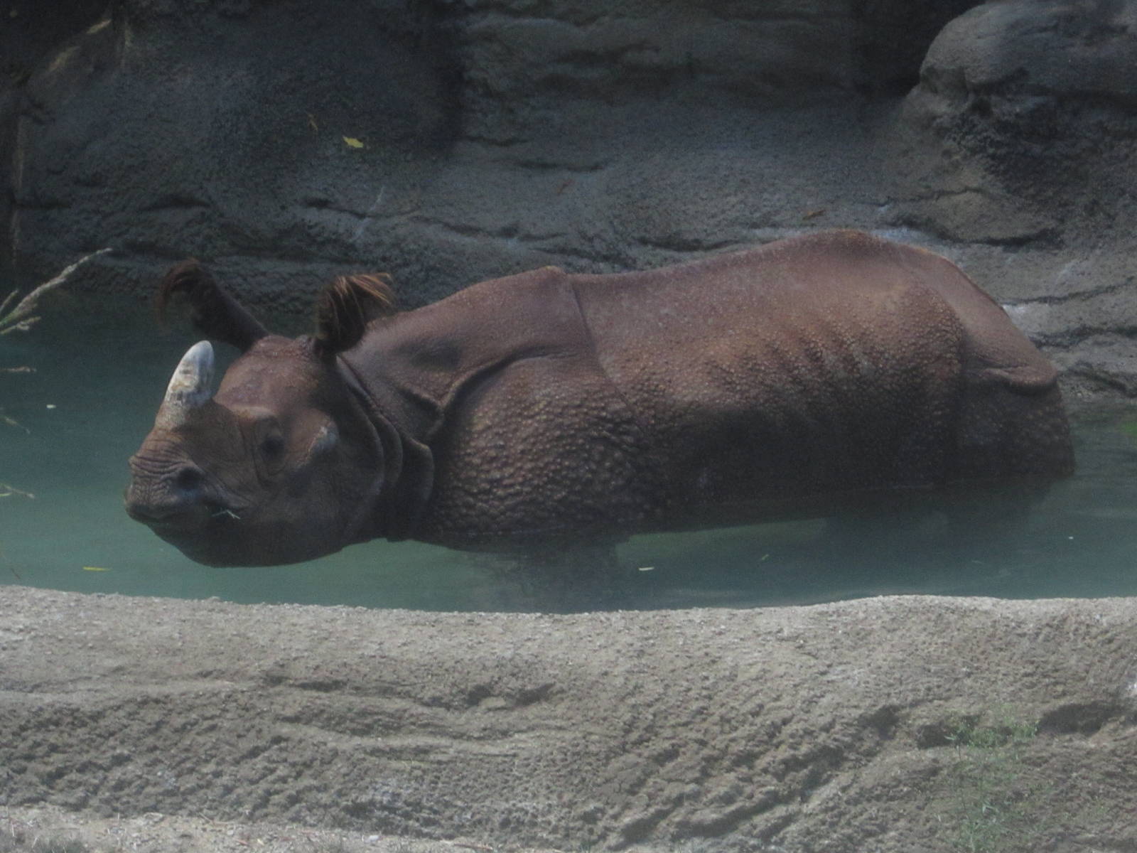 Aug. 2012-Manjula, an Indian Rhinoceros