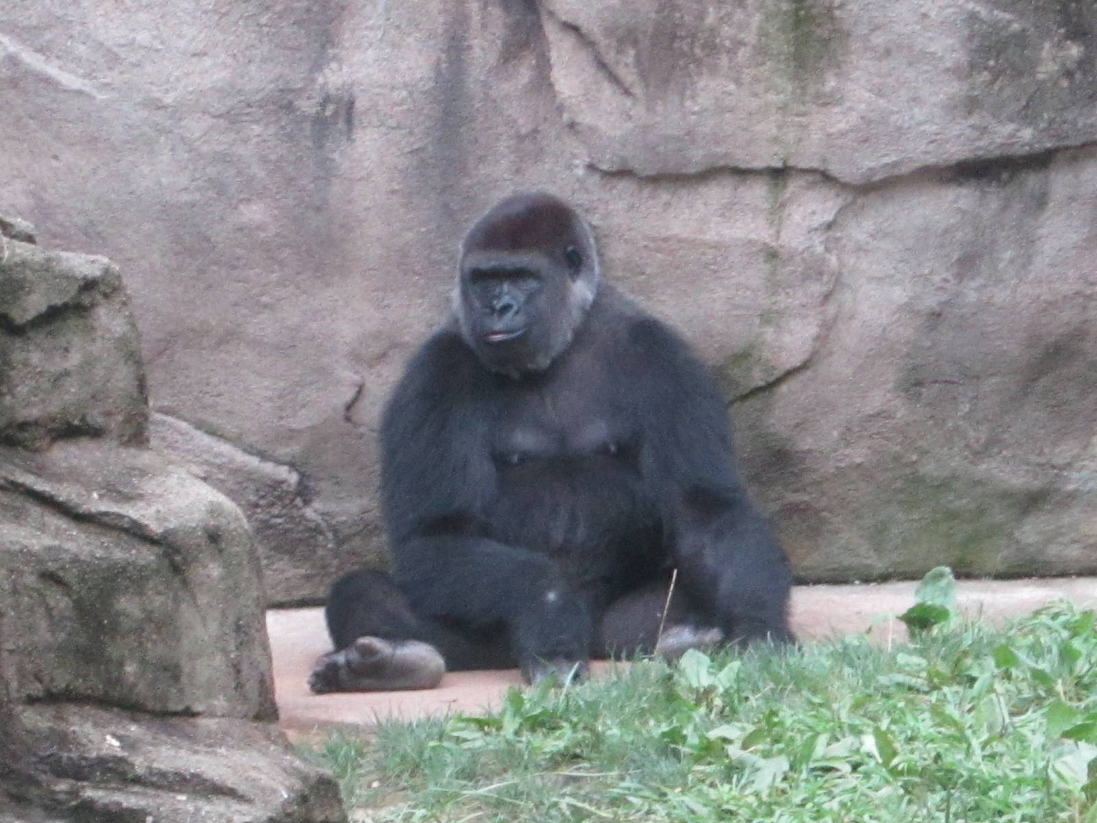 Aug. 2012-Mara, a Western Lowland Gorilla