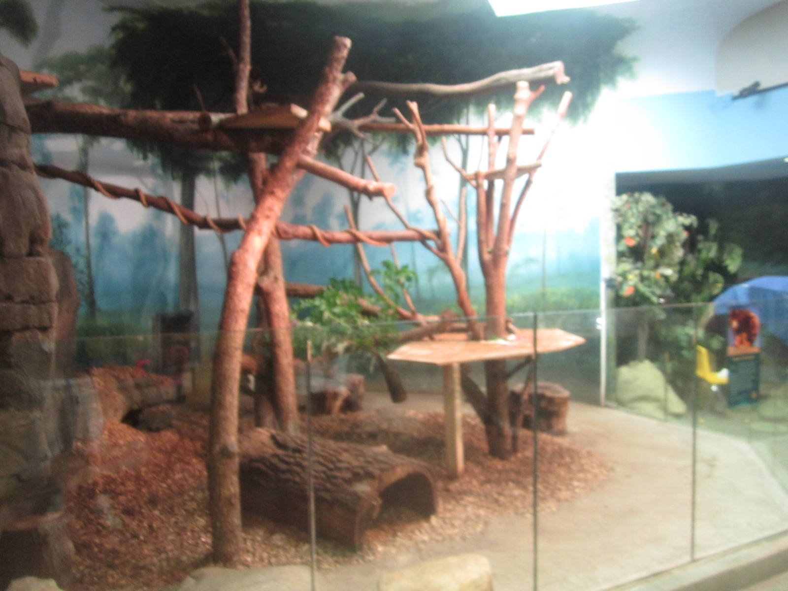 Aug. 2012-Matschie's Tree Kangaroo exhibit